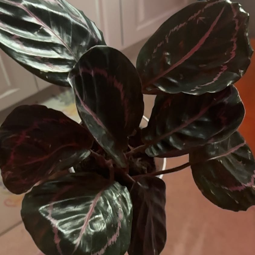 Photo of the plant species Prayer Plant Dottie by @VipCat named Aristotle on Greg, the plant care app