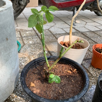 Hybrid Tea Rose plant in Phnom Penh, Phnom Penh