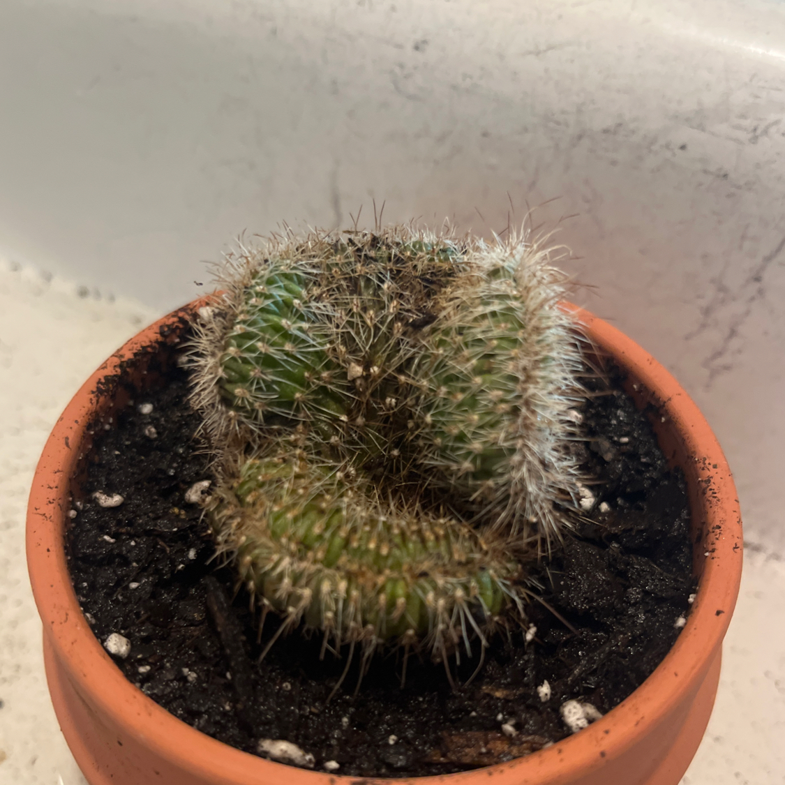 Photo of the plant species Crested Snake Cactus by @BeeFrost named Duke on Greg, the plant care app