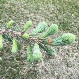 Photo of the plant species Sitka Spruce by @DirectPomelo named Harmony on Greg, the plant care app