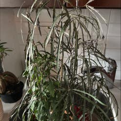 False Aralia plant