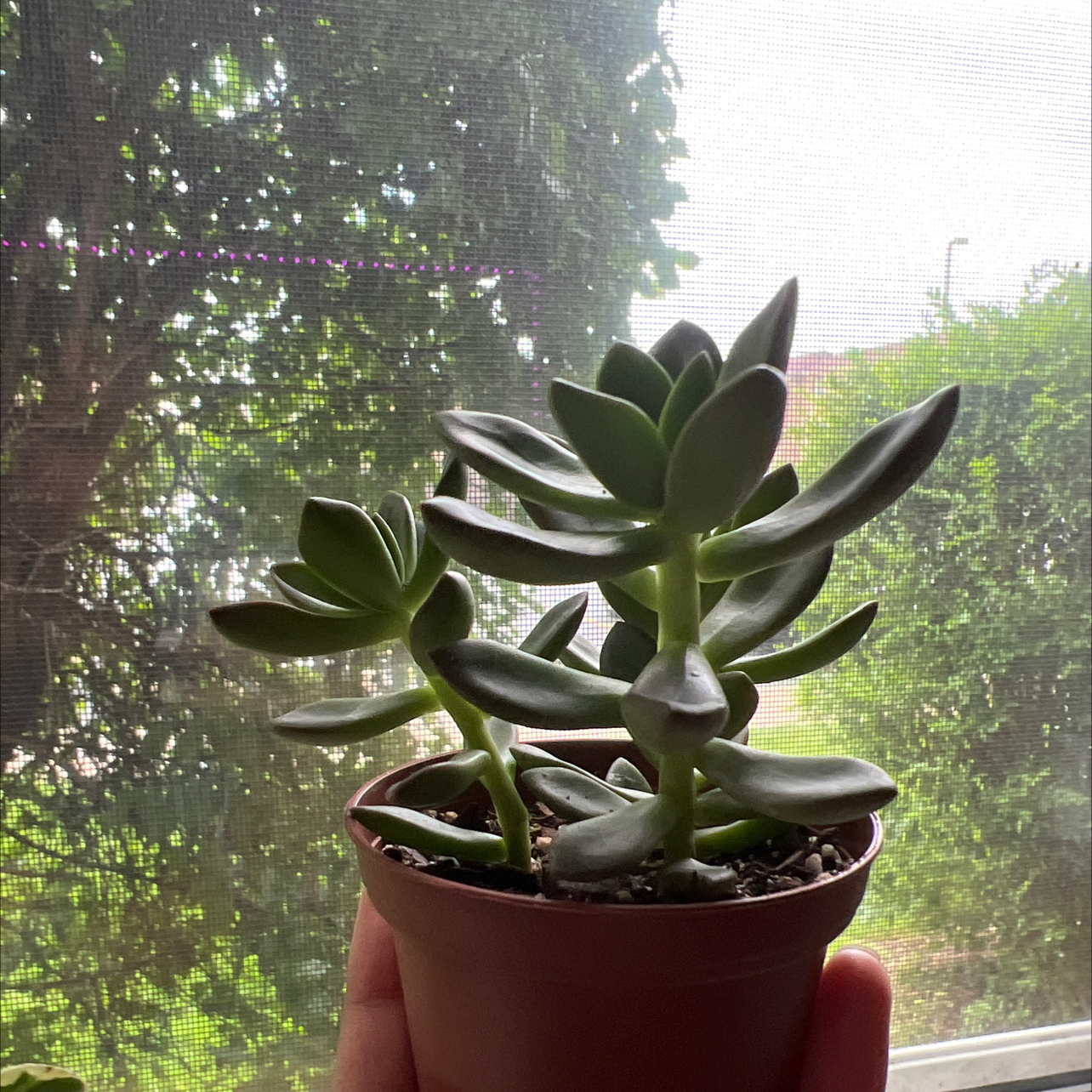 Healthy succulent plant in a small pot, held by a hand, with no visible signs of discoloration or disease.