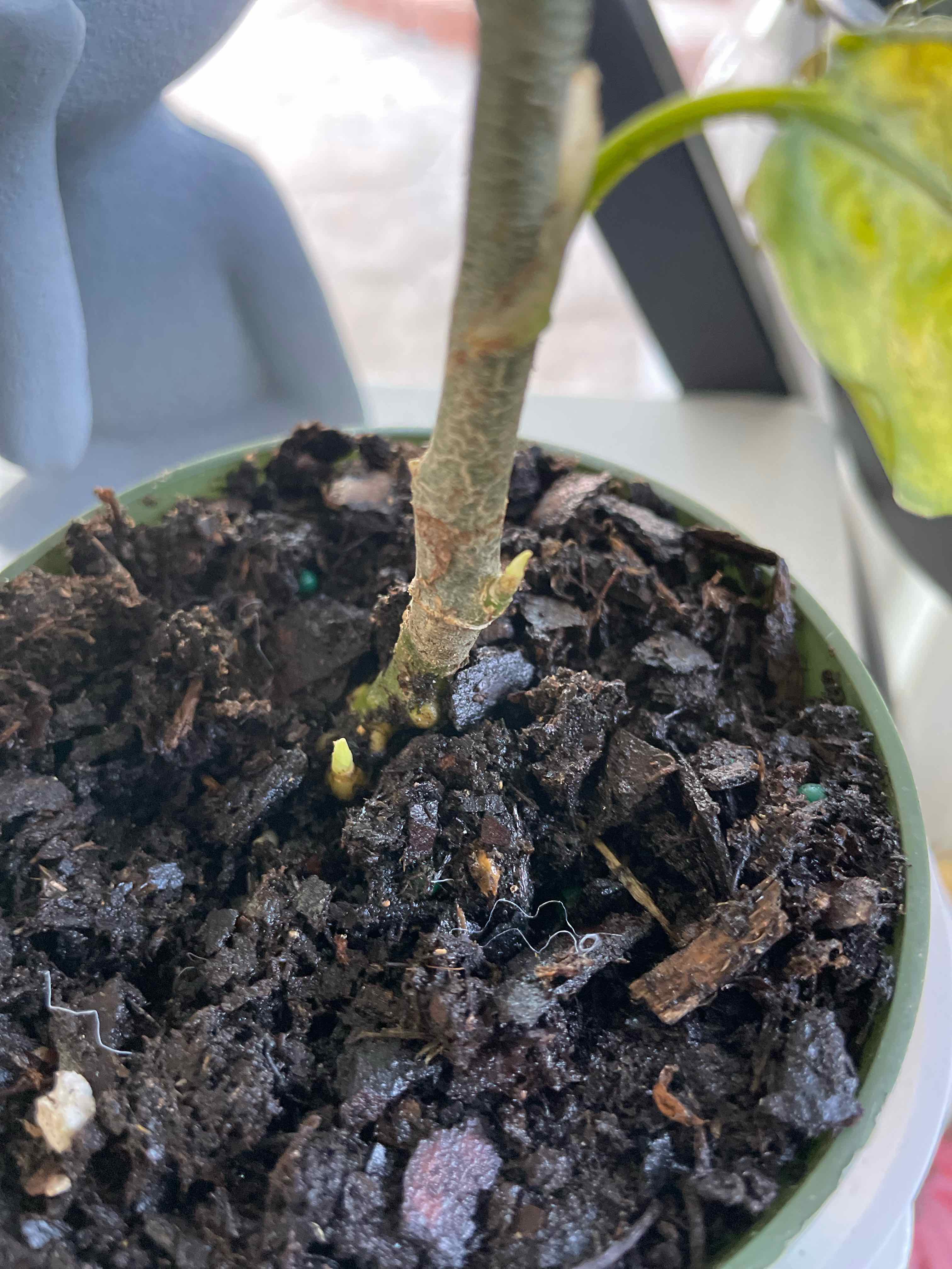 Potted Aglaonema 'Tricolor' with visible soil and yellowing leaf.