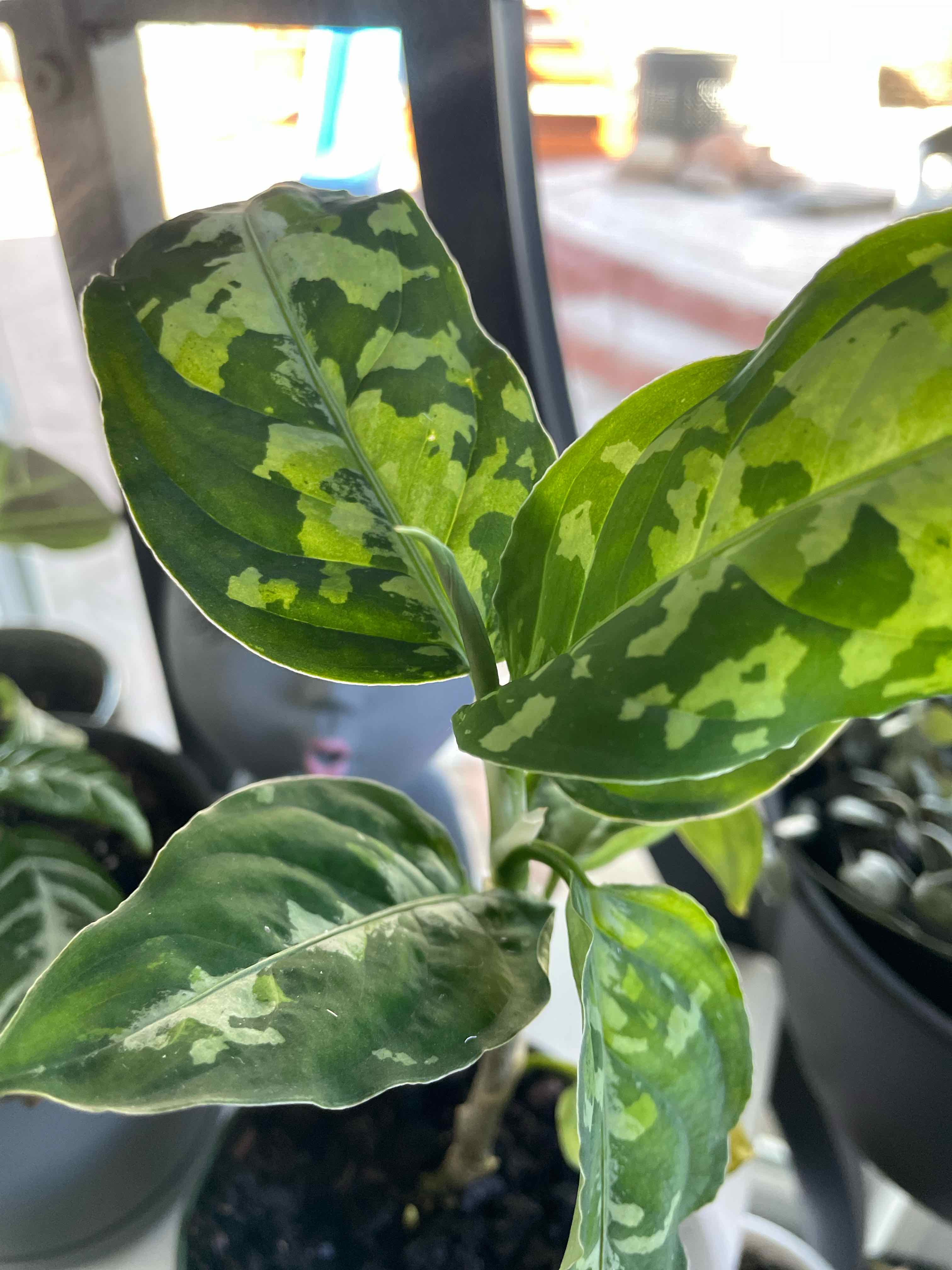 Aglaonema 'Tricolor' plant with variegated green leaves, well-framed and in focus.