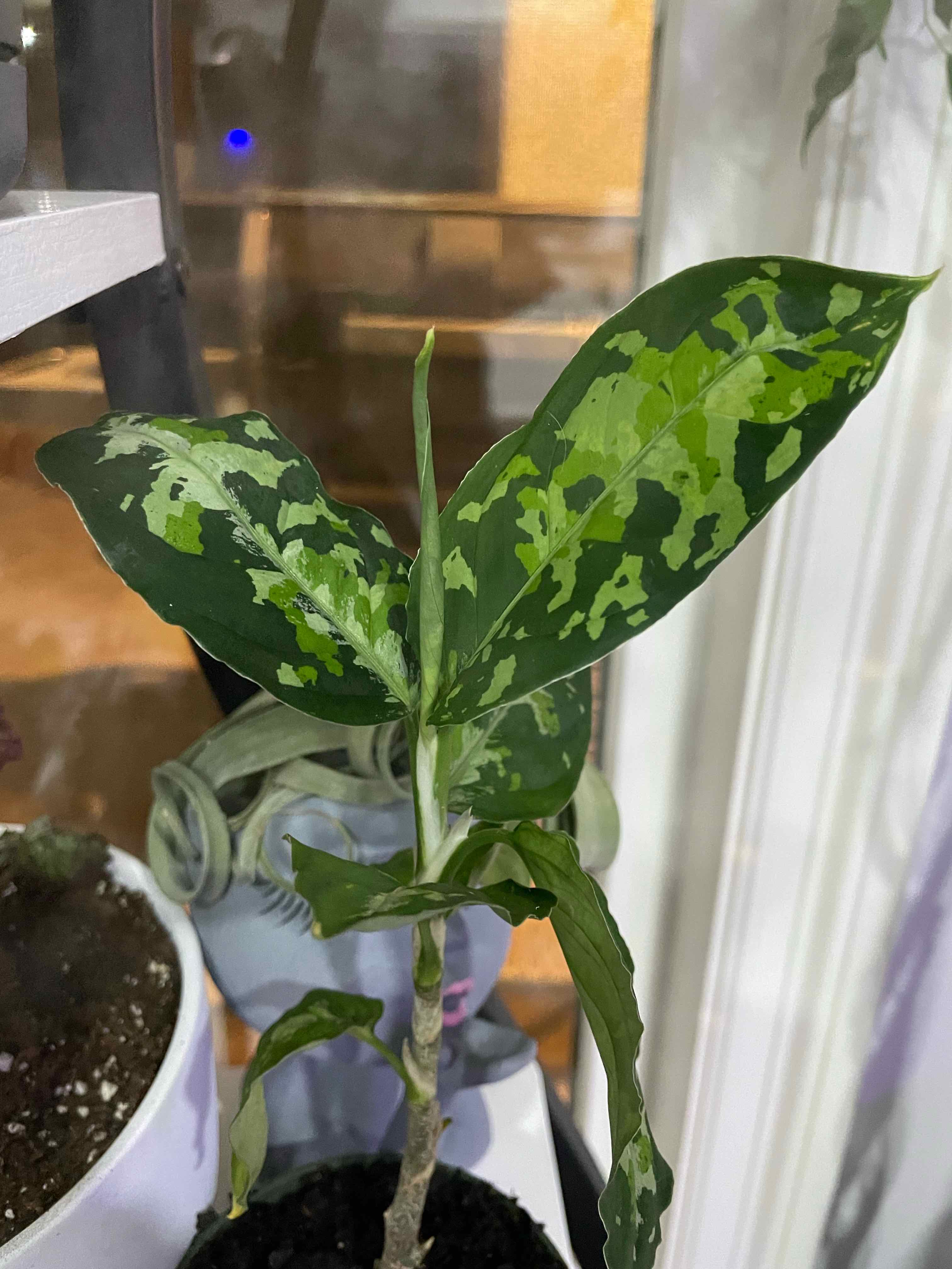 Aglaonema 'Tricolor' plant with variegated leaves in a pot with visible soil.