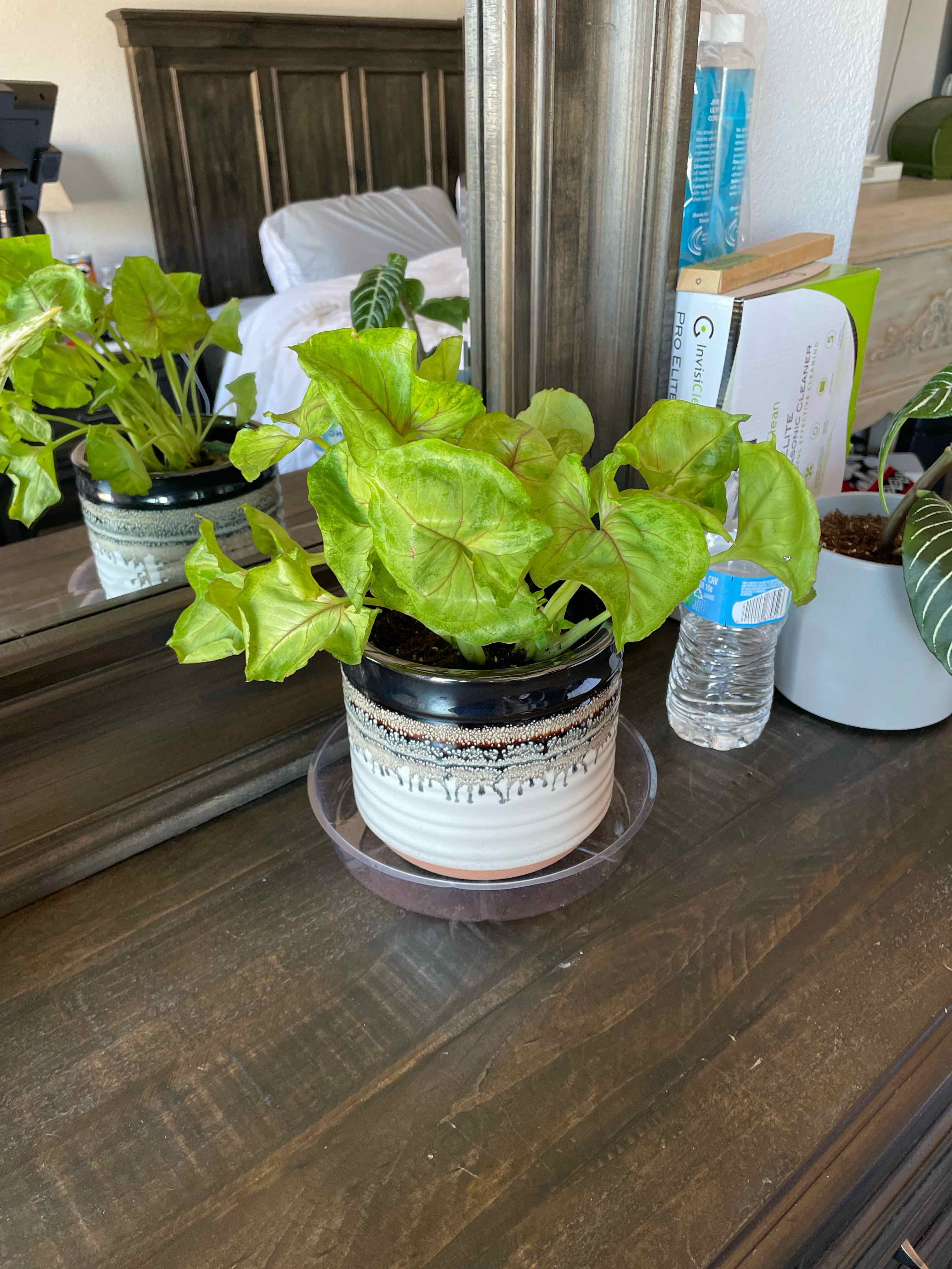 Green Nephthytis plant in a decorative pot on a wooden surface, with vibrant green leaves.