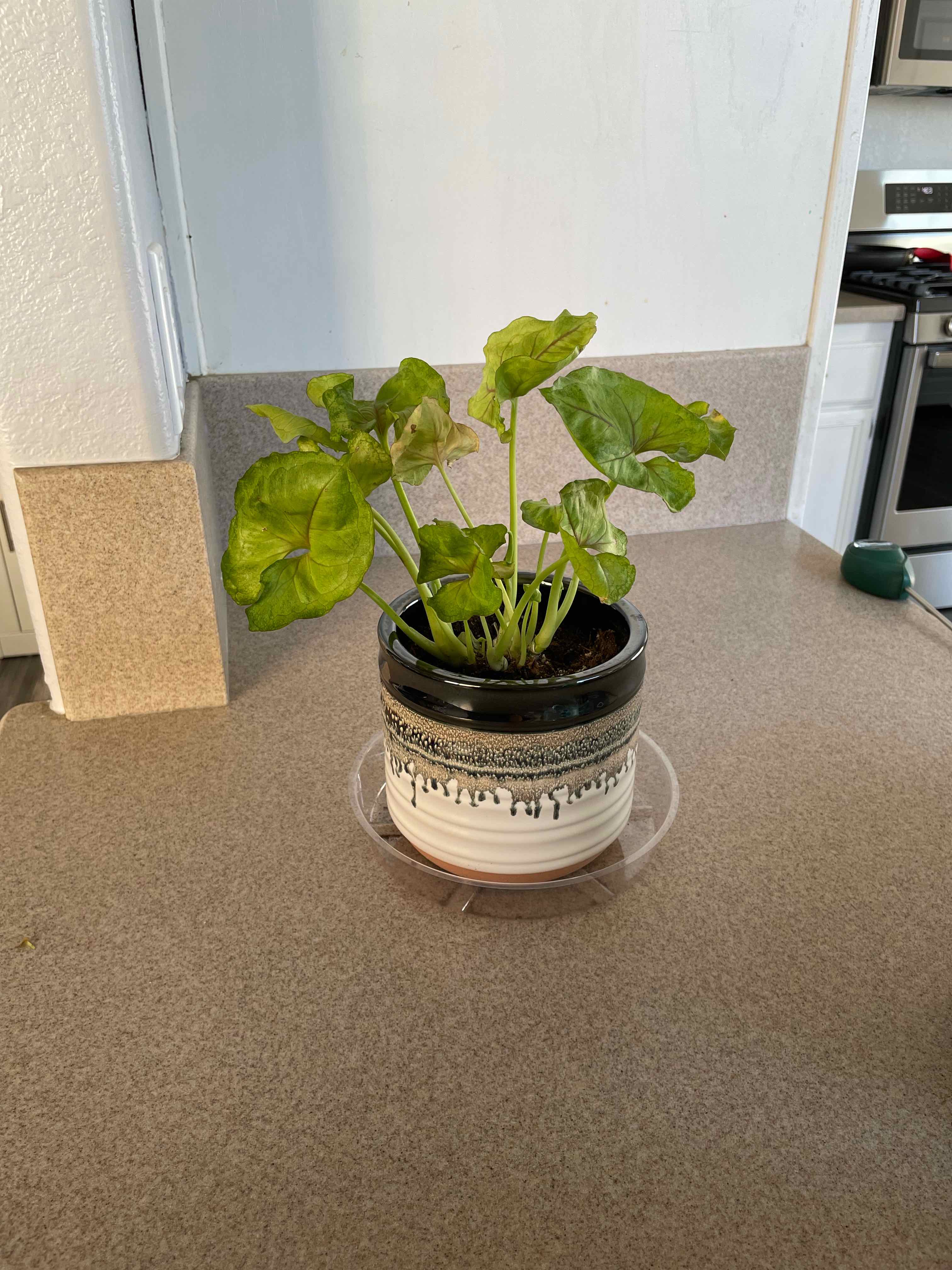 Green Nephthytis Plant in a decorative pot on a kitchen counter, with some yellowing and browning leaves.