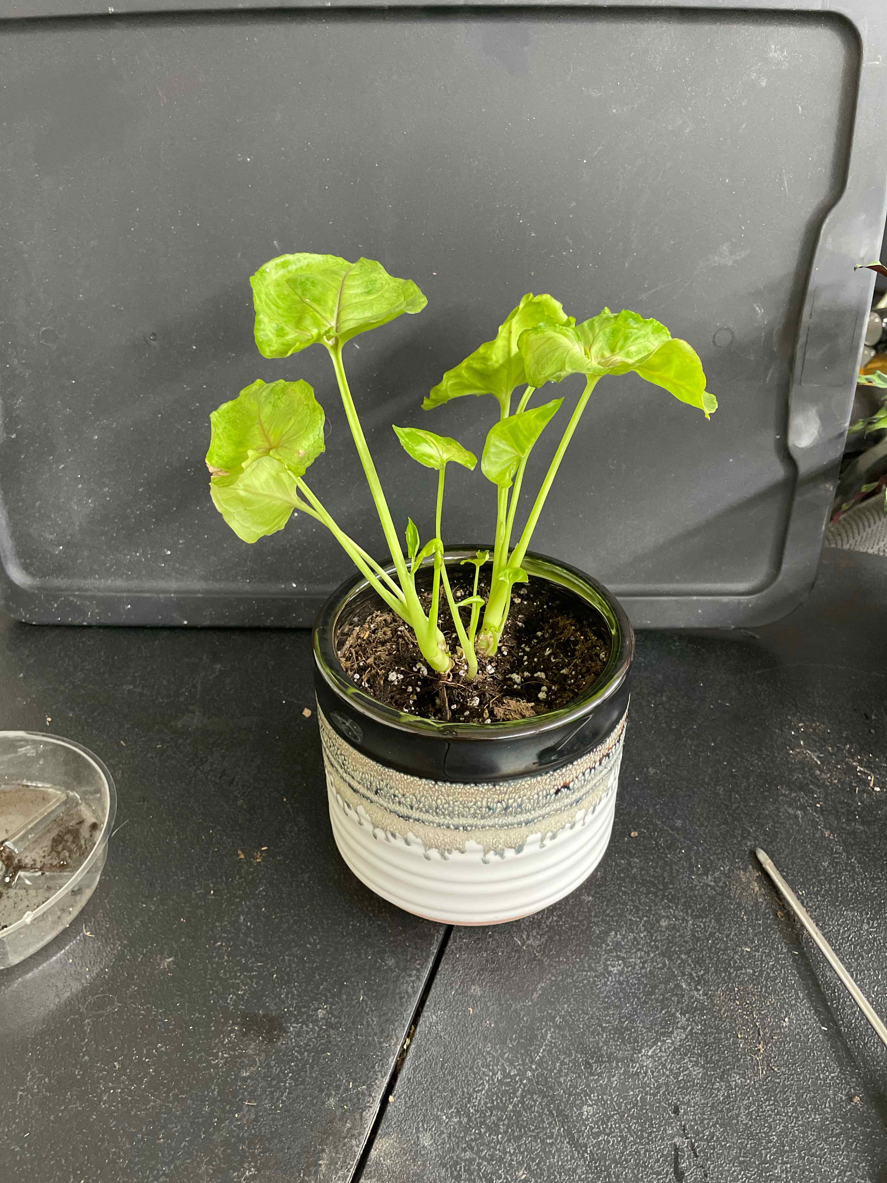 Green Nephthytis Plant in a pot with visible soil, healthy green leaves, and no signs of disease.