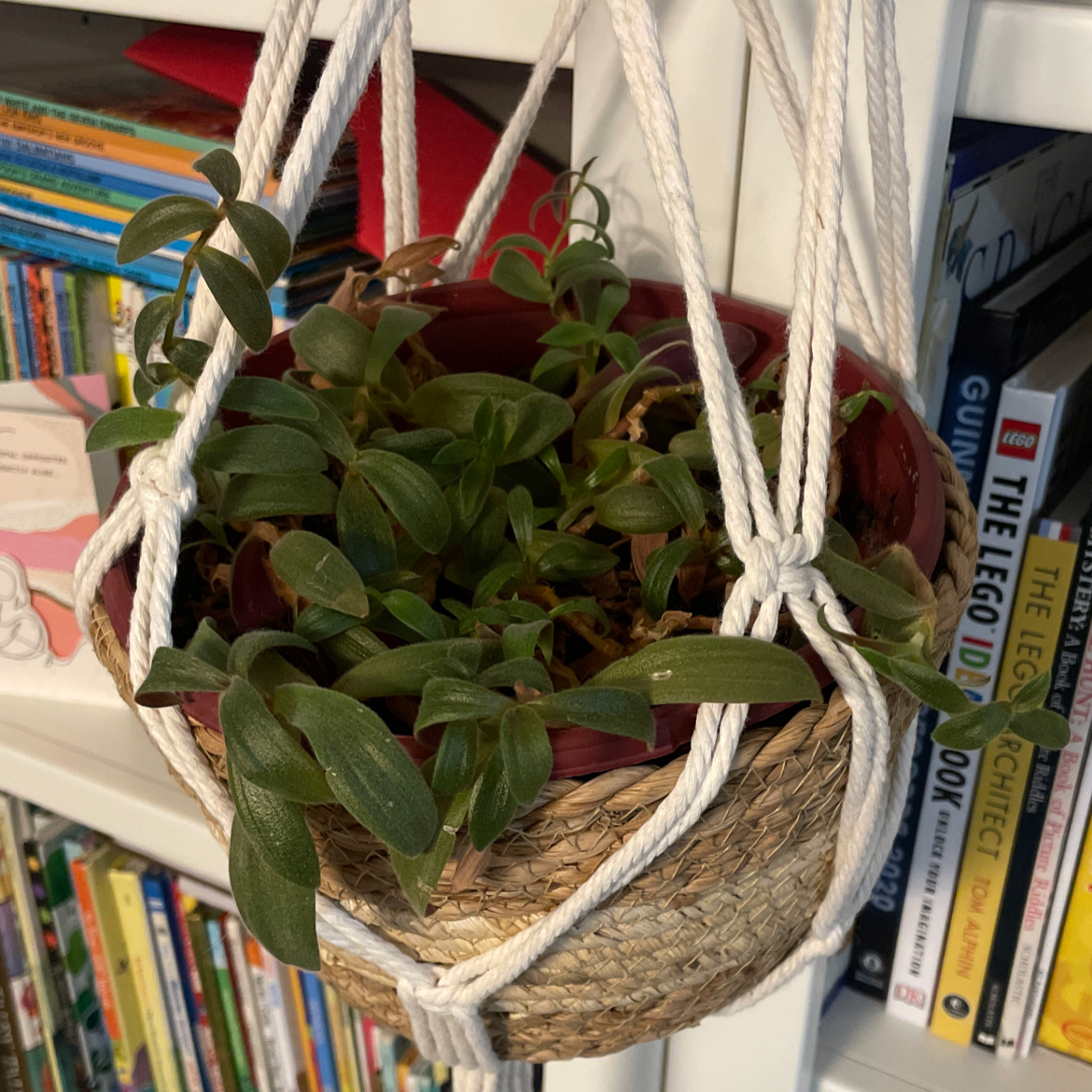 Teddy Bear Vine in a hanging basket with green leaves, set against a bookshelf background.