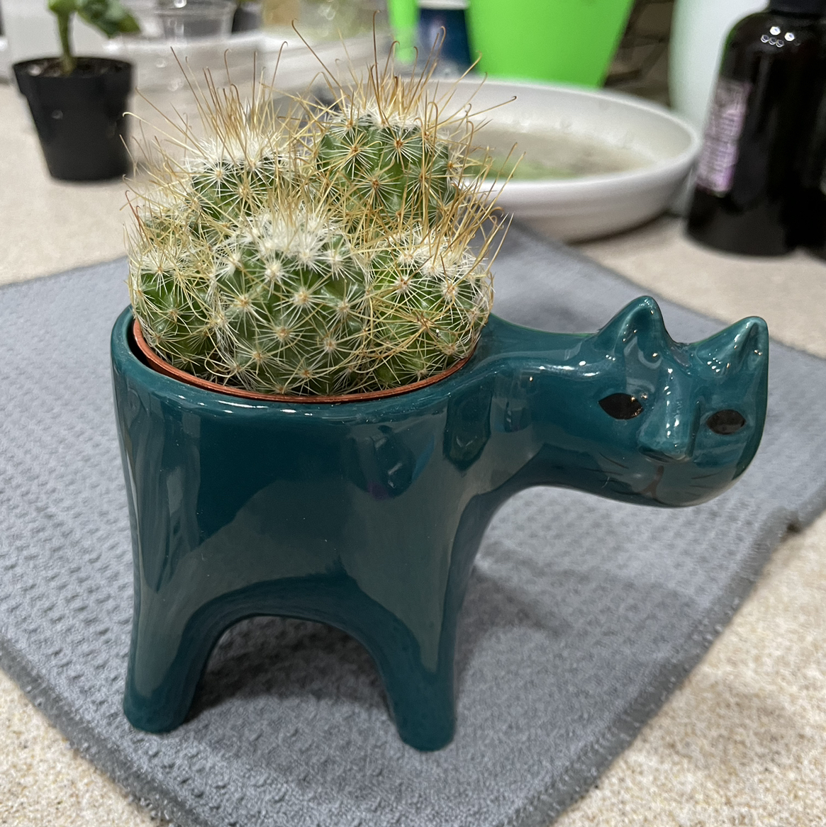 Pincushion cactus in a decorative animal-shaped pot, healthy and well-framed.