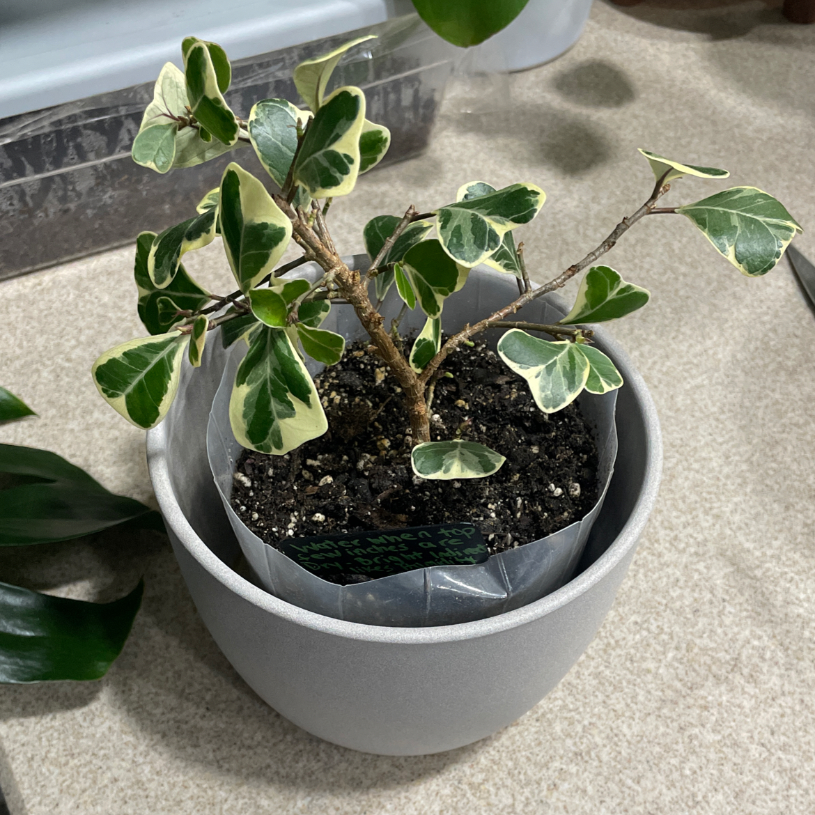 Ficus triangularis 'Variegata' plant in a pot with visible soil and healthy variegated leaves.