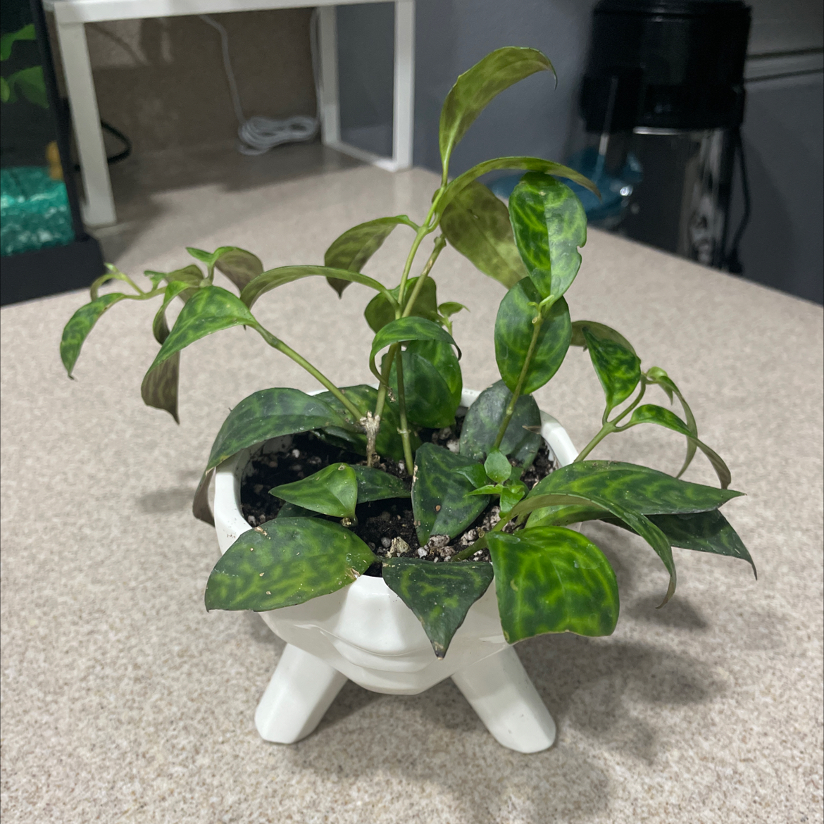 Black Pagoda Lipstick Plant in a white pot with healthy green leaves.