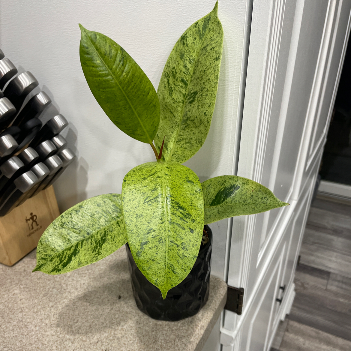 Ficus elastica 'Shivereana' plant with variegated leaves in a pot on a countertop.
