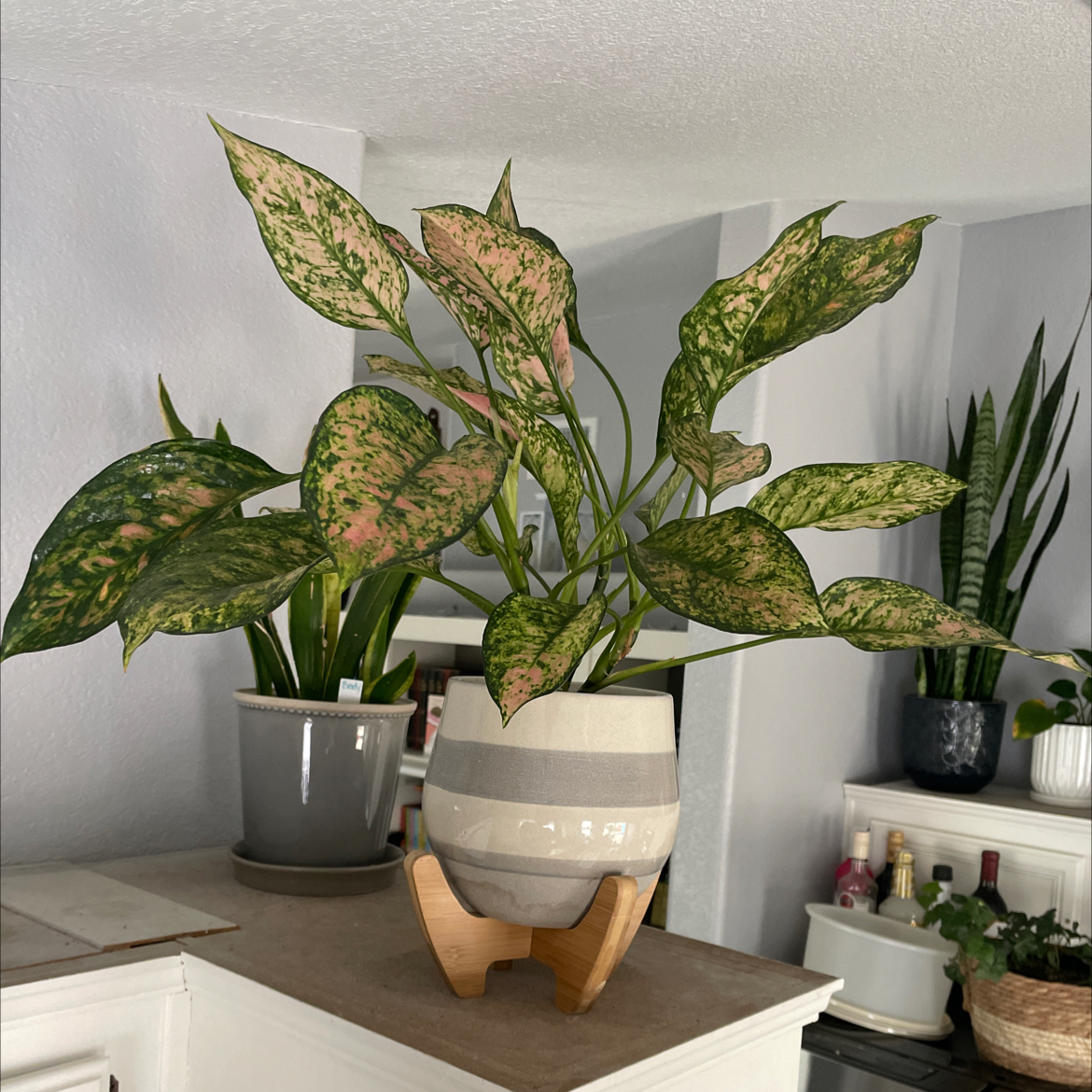 Aglaonema 'Sparkling Sarah' plant in a pot with variegated leaves, other plants in the background.