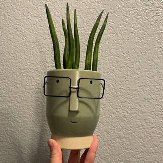 Cylindrical Snake Plant plant in Henderson, Nevada
