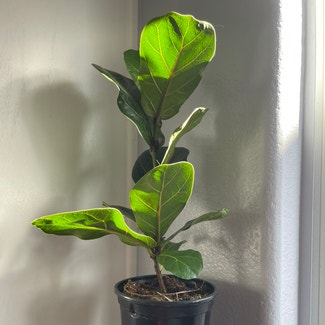 Fiddle Leaf Fig plant in Henderson, Nevada