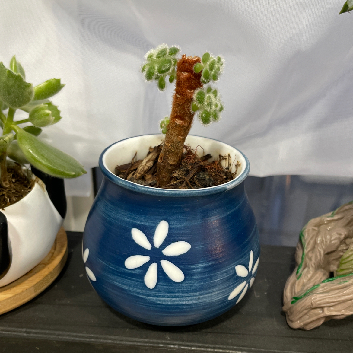 Potted Woolly Rose plant with fuzzy leaves in a blue pot with white flower designs.