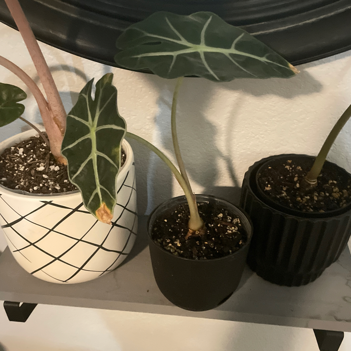 Three potted Kris Plants with dark green leaves and white veins. Some browning on one leaf.