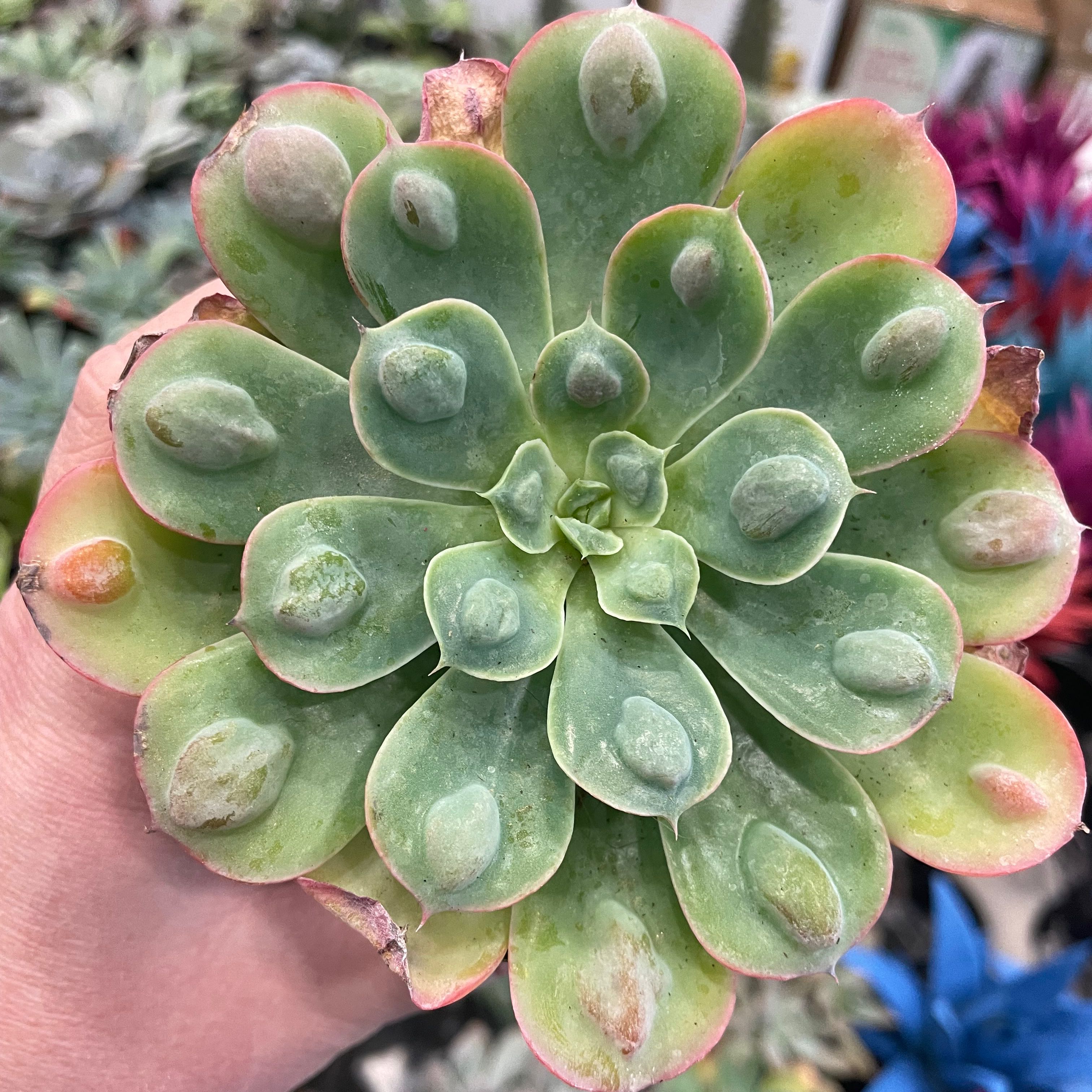 Close-up of a healthy Raindrops Echeveria succulent with thick, fleshy leaves.