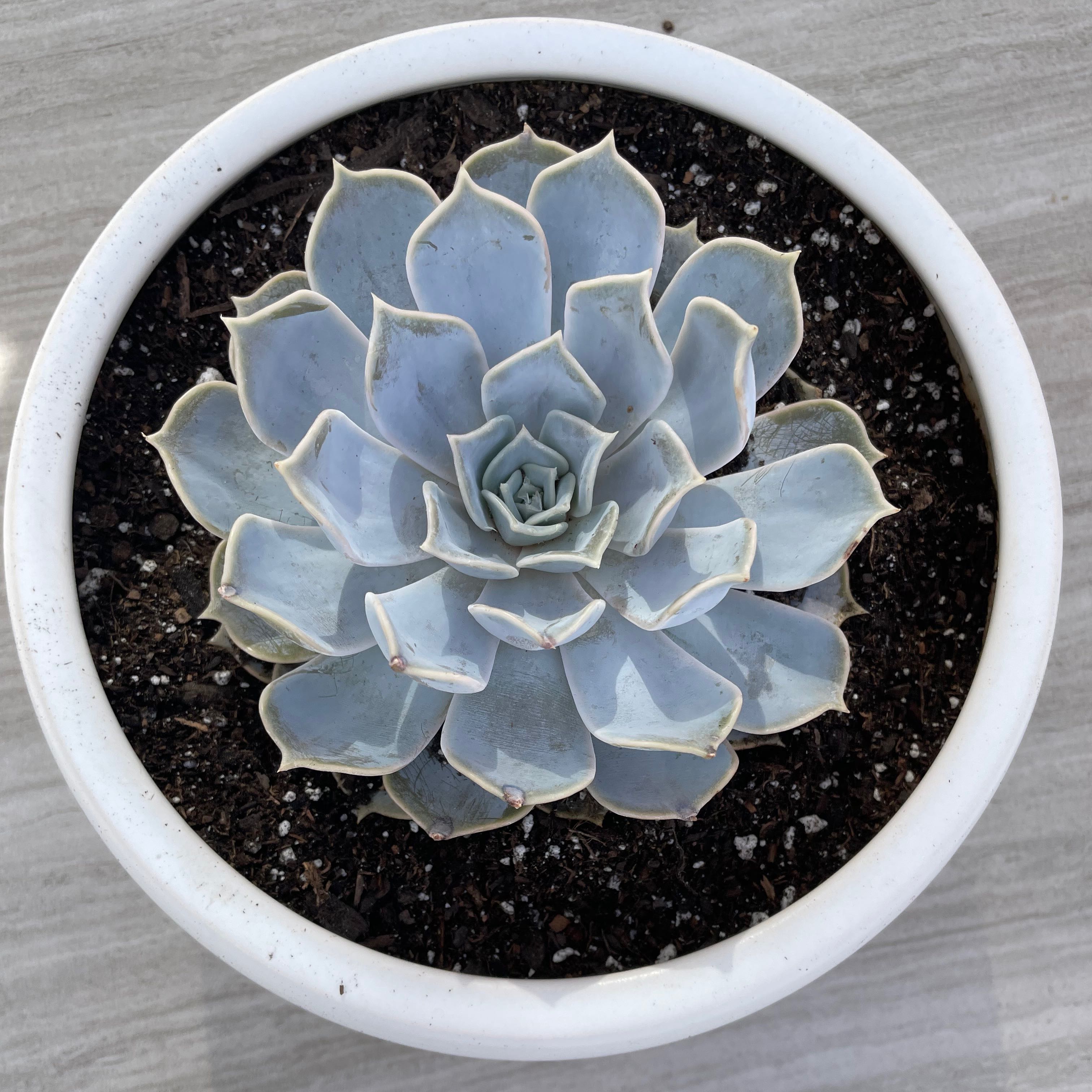 Photo of the plant species Ghost Echeveria by @UrKillinMeSMLZ named Suc - Ghost Me on Greg, the plant care app