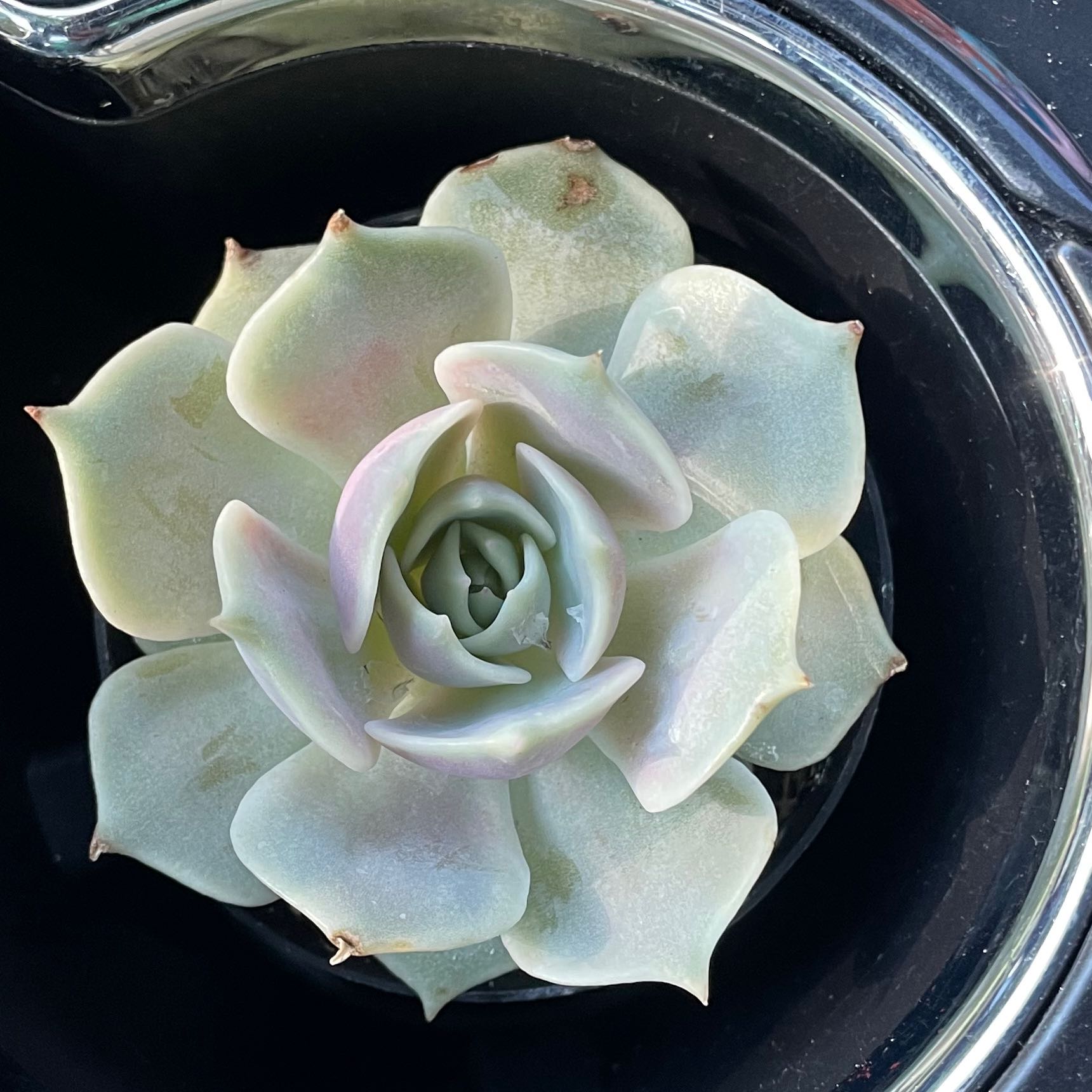 Echeveria 'Lola' succulent plant in a rosette shape, healthy and well-framed.