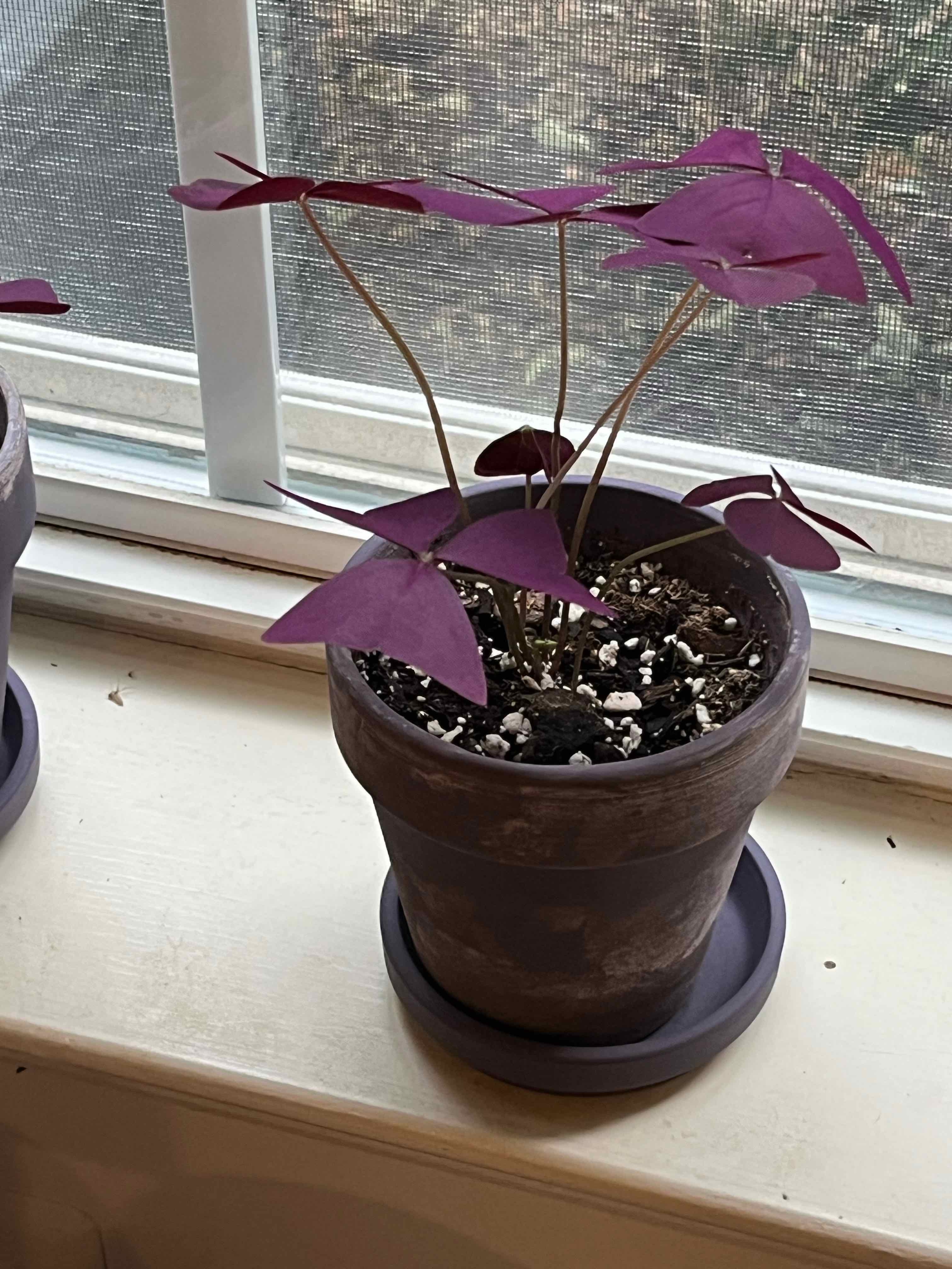 Purple shamrock plant in brown pot on windowsill, showing vibrant purple leaves with slight yellowing. Plant appears healthy overall.