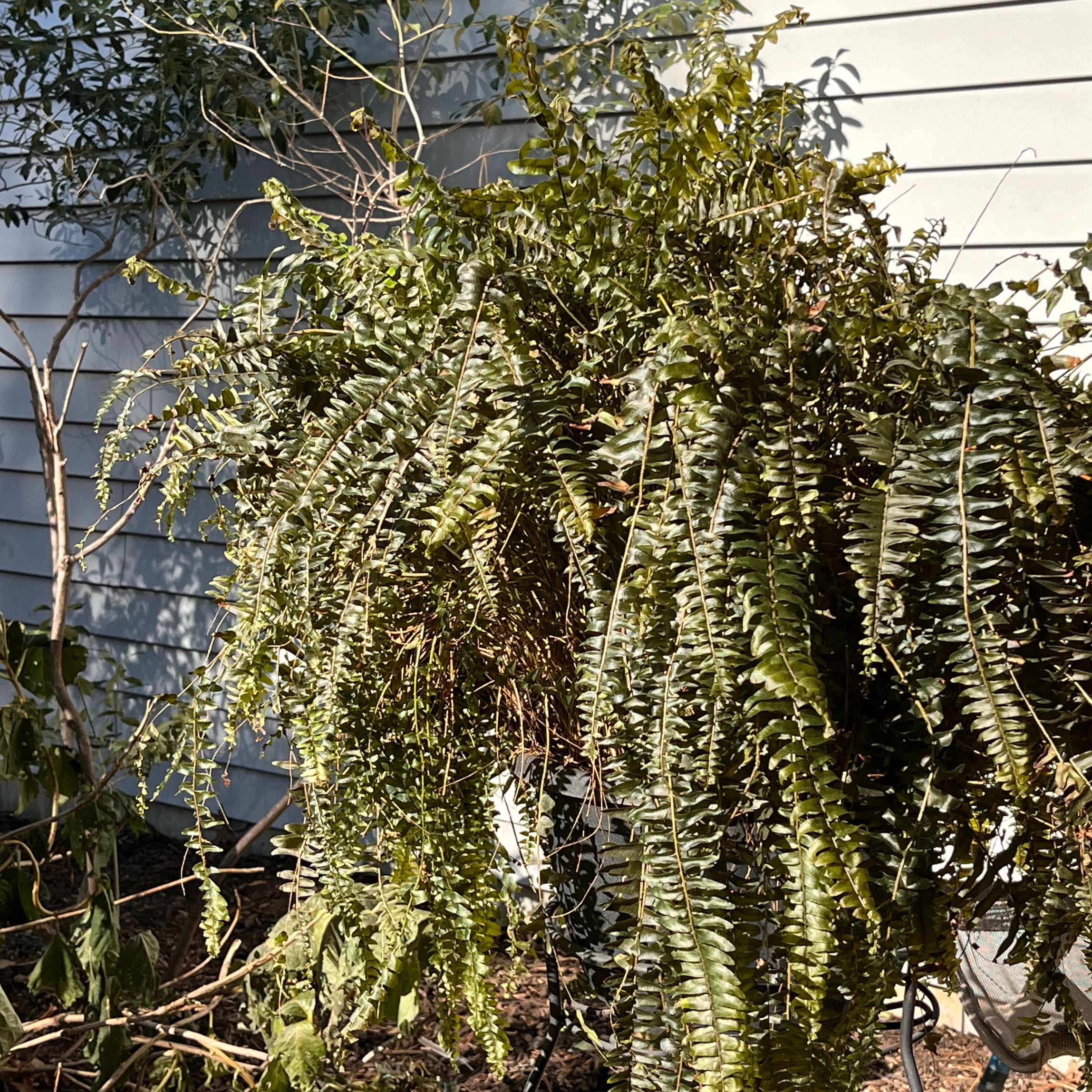 Large, lush, healthy Boston fern plant with cascading green fronds, hanging in a planter against a white wall outdoors.