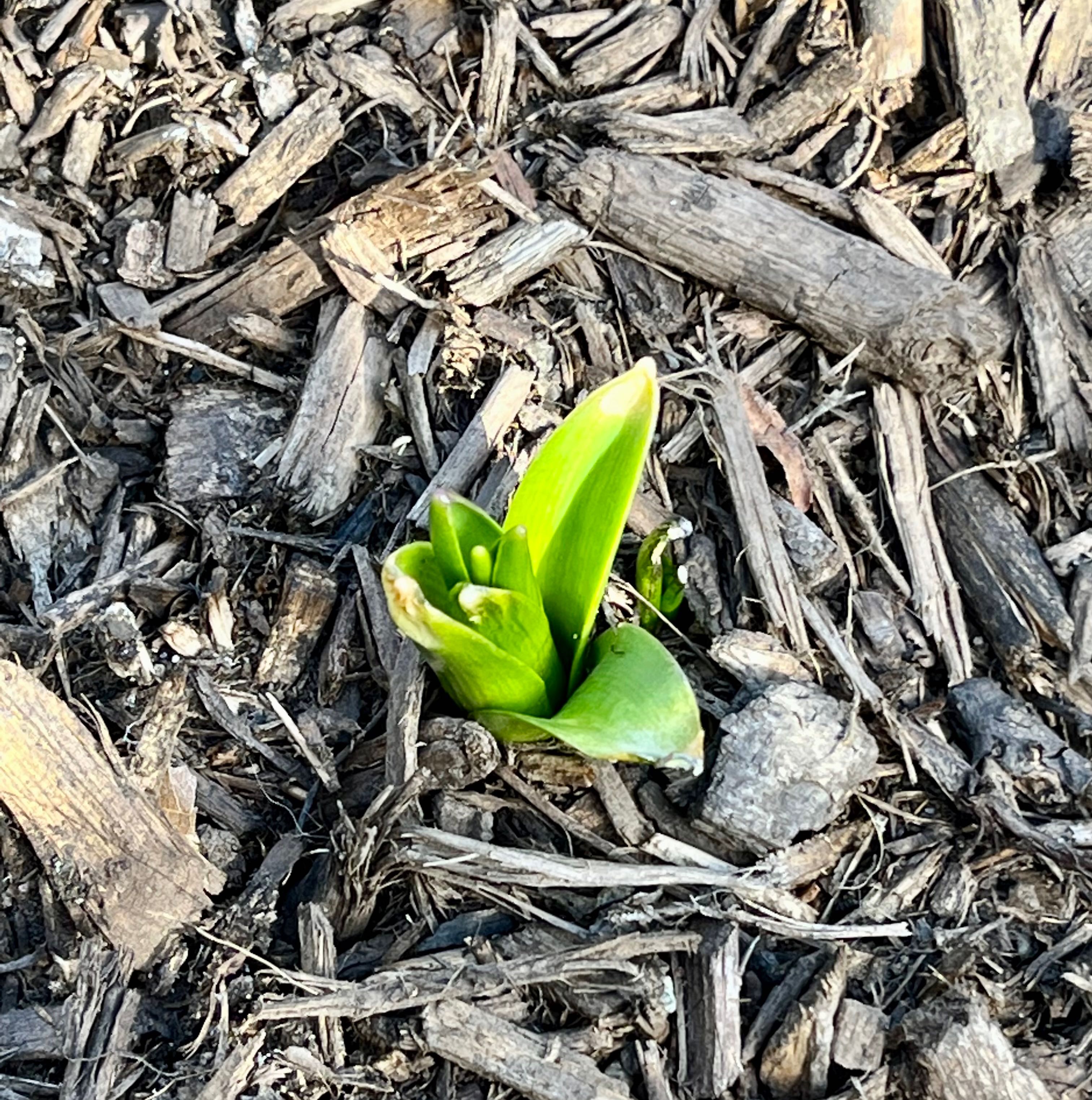 Young Garden Hyacinth plant emerging from soil, surrounded by mulch.