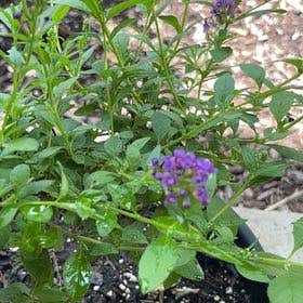 Photo of the plant species Butterfly Bush by @arc66 named Ulysses S Plant on Greg, the plant care app