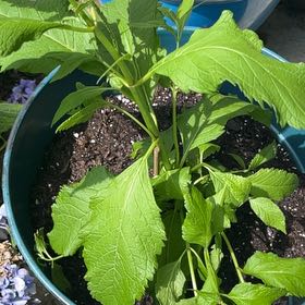 Photo of the plant species Joe Pye Weed 'JoJo' by @arc66 named Achilles on Greg, the plant care app