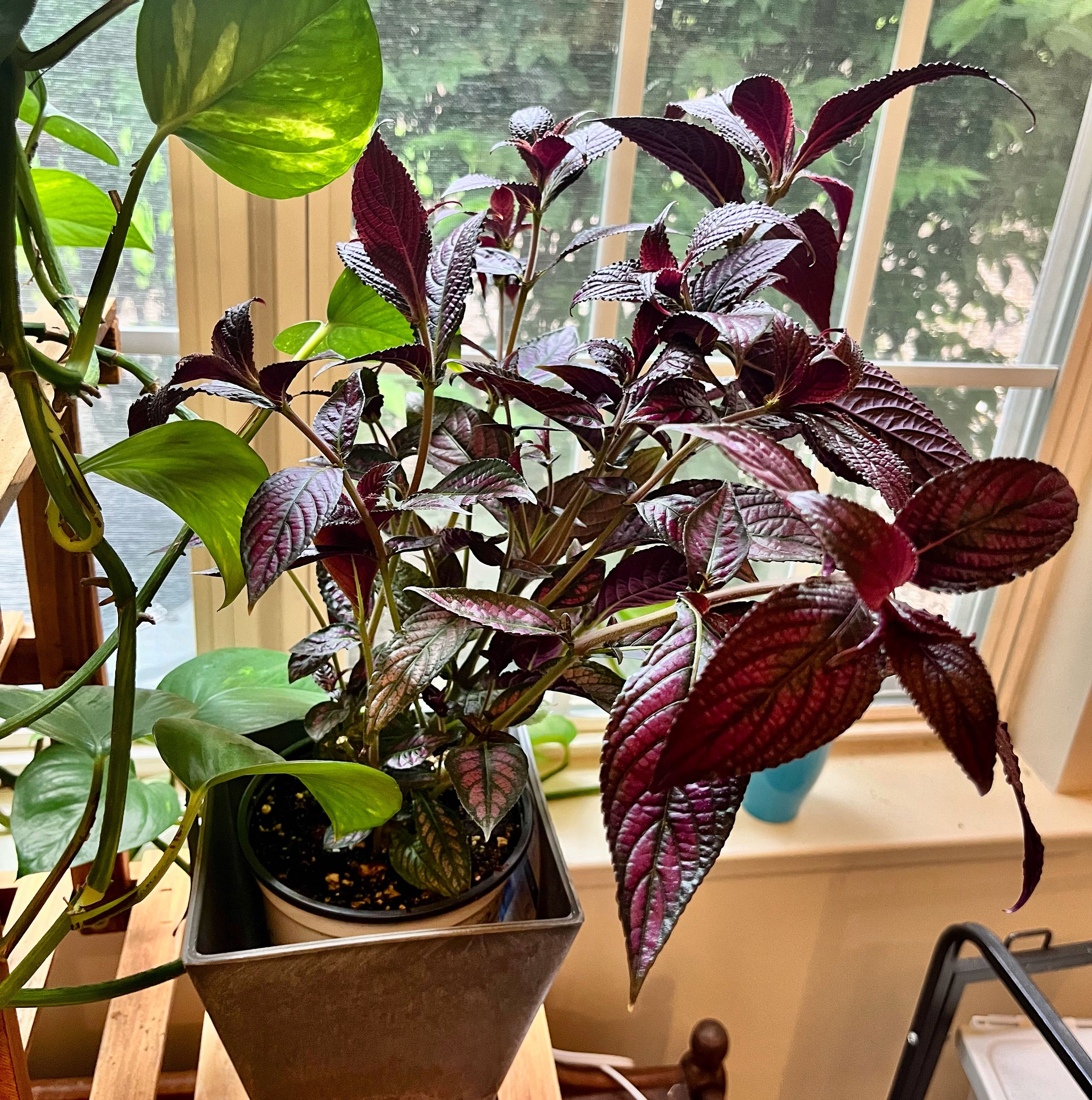 Persian Shield plant with vibrant purple and green leaves in a pot by a window.