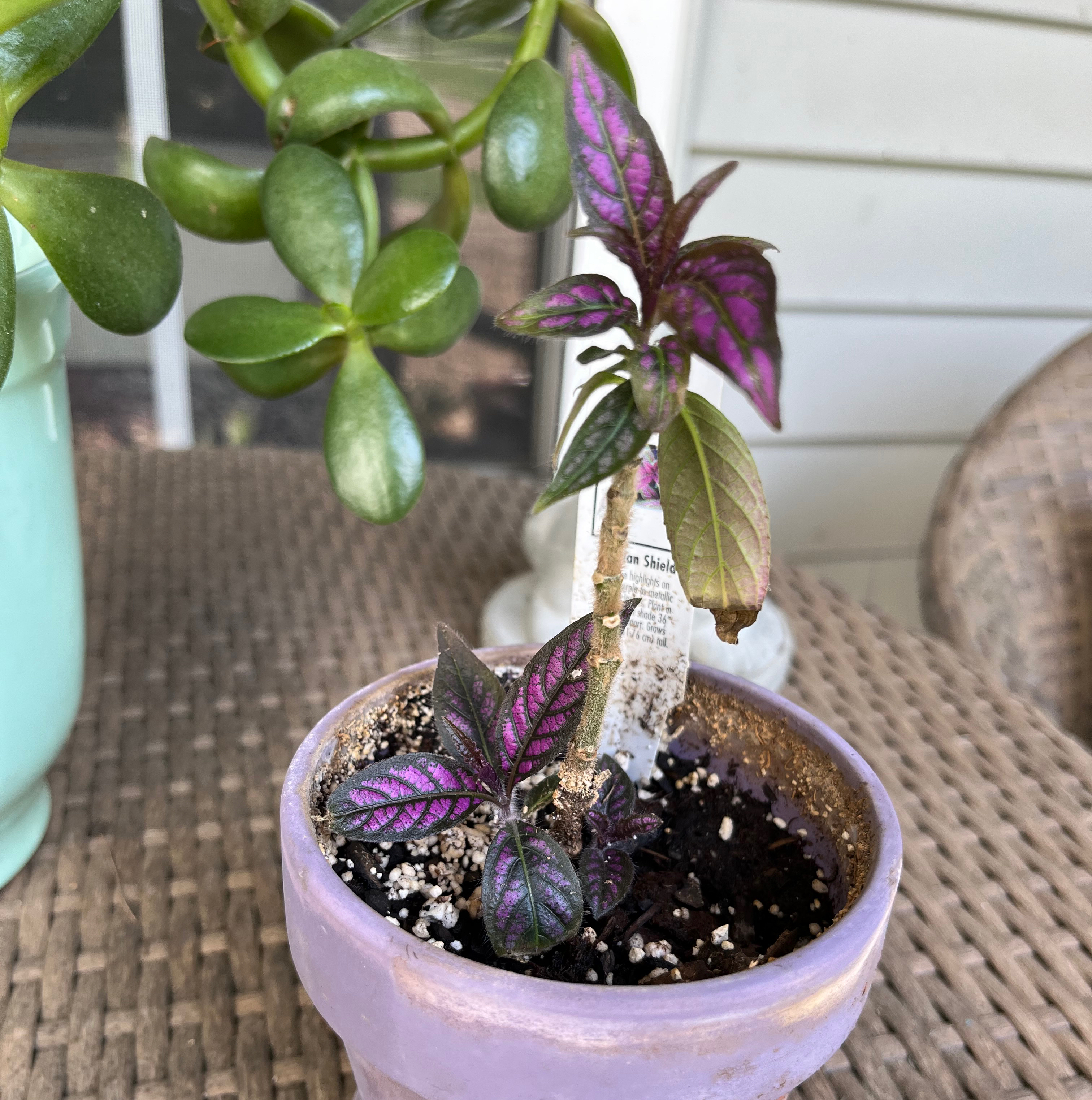 Daphne