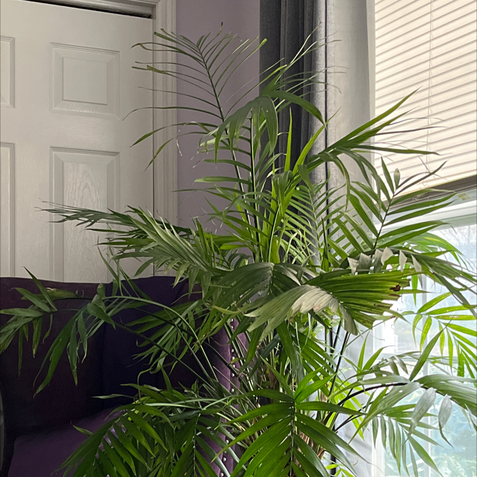 Healthy Kentia Palm with lush green arching fronds, sitting in front of a window with blinds. No signs of disease or issues.