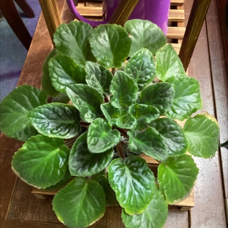 African Violet plant in Pequannock Township, New Jersey