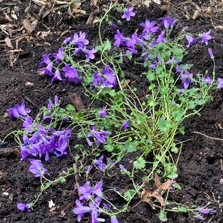 Serbian Bellflower plant in Pequannock Township, New Jersey