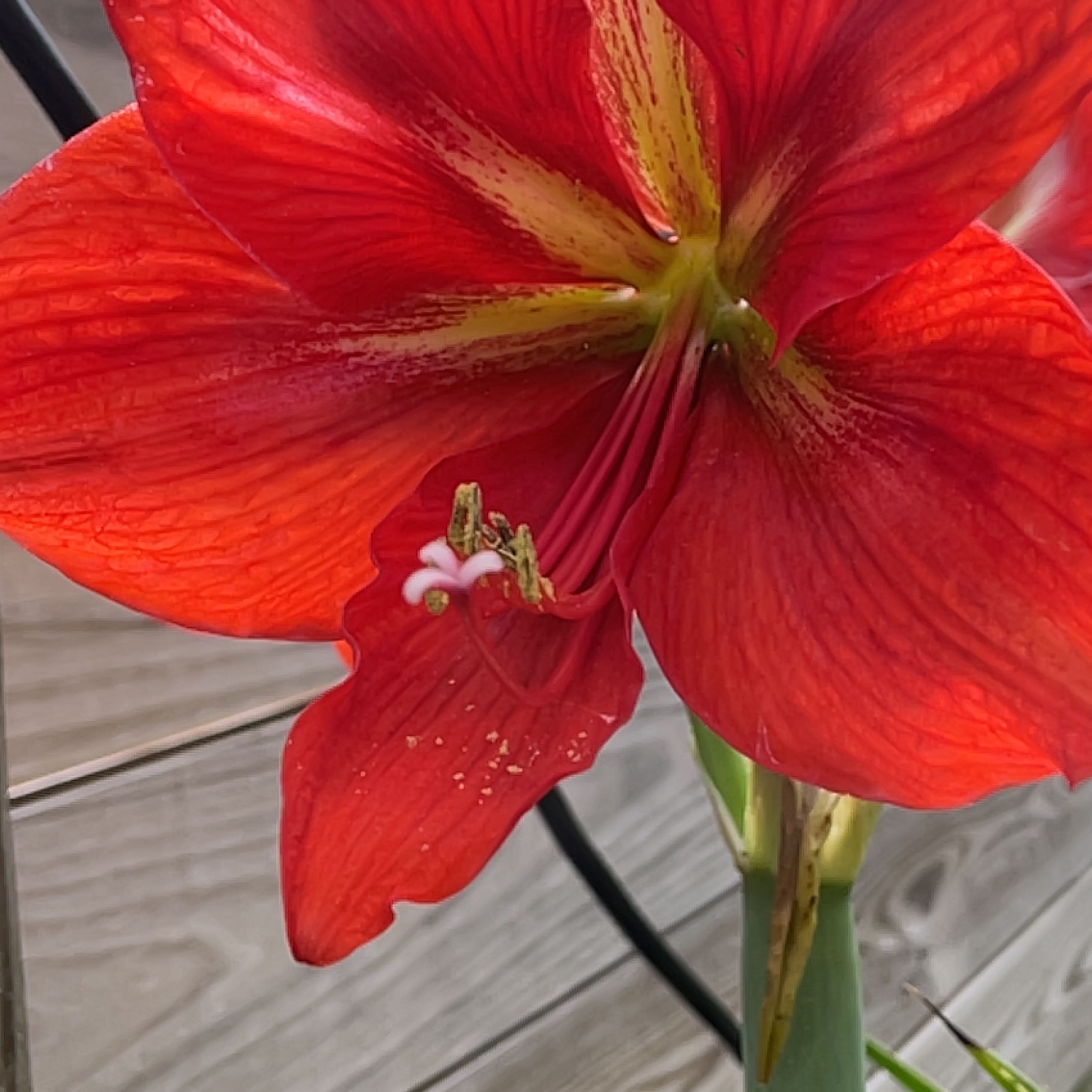 Close-up of a red Striped-Tubed Amaryllis flower in bloom.