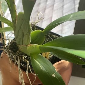 Photo of the plant species Oncidium sharry baby 'Sweet Fragrance' by Rachel named Raspberry Chocolate tiny dancer on Greg, the plant care app