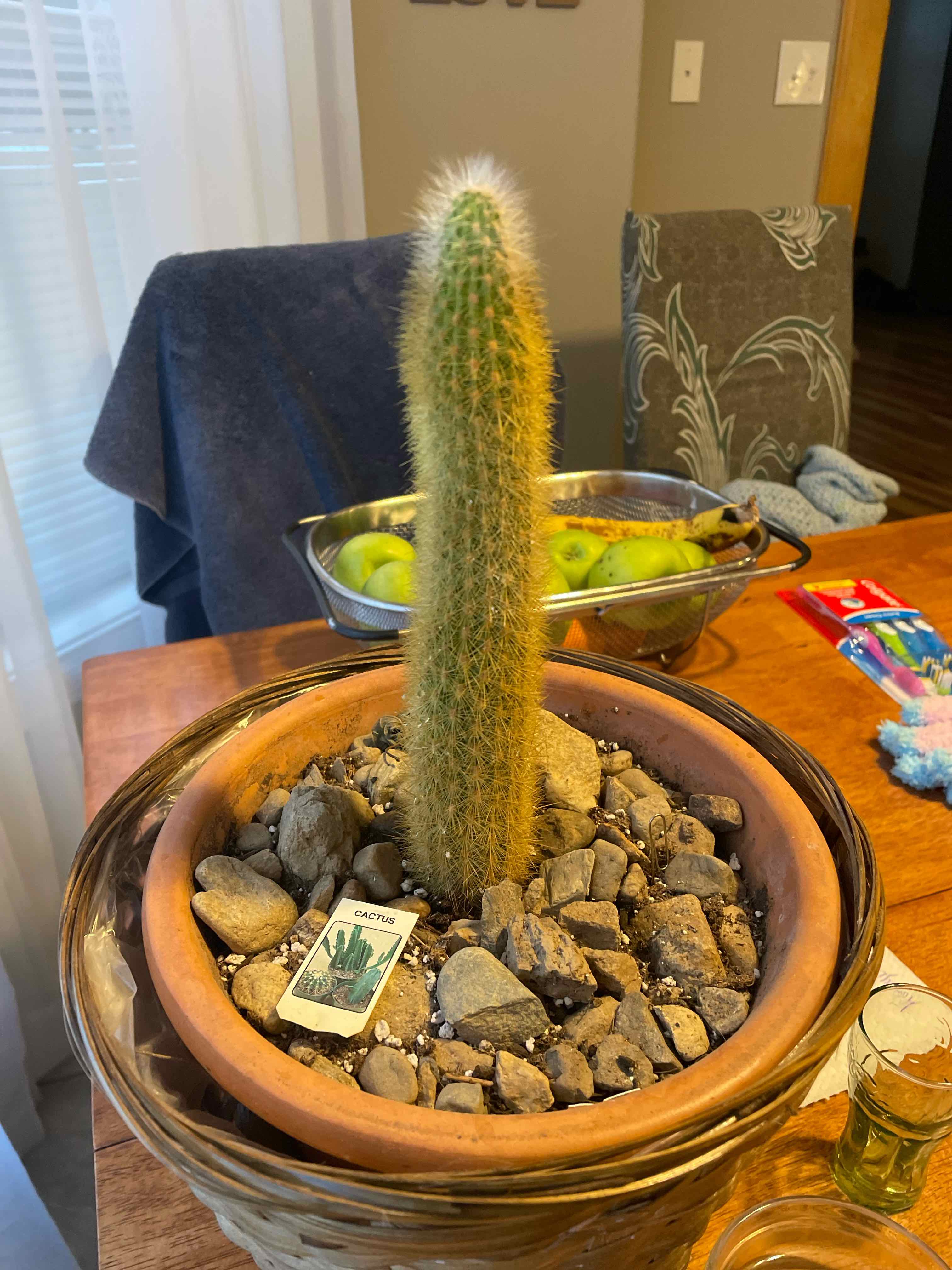 Potted Golden Rat Tail cactus on a table with rocks covering the soil and a plant tag visible.