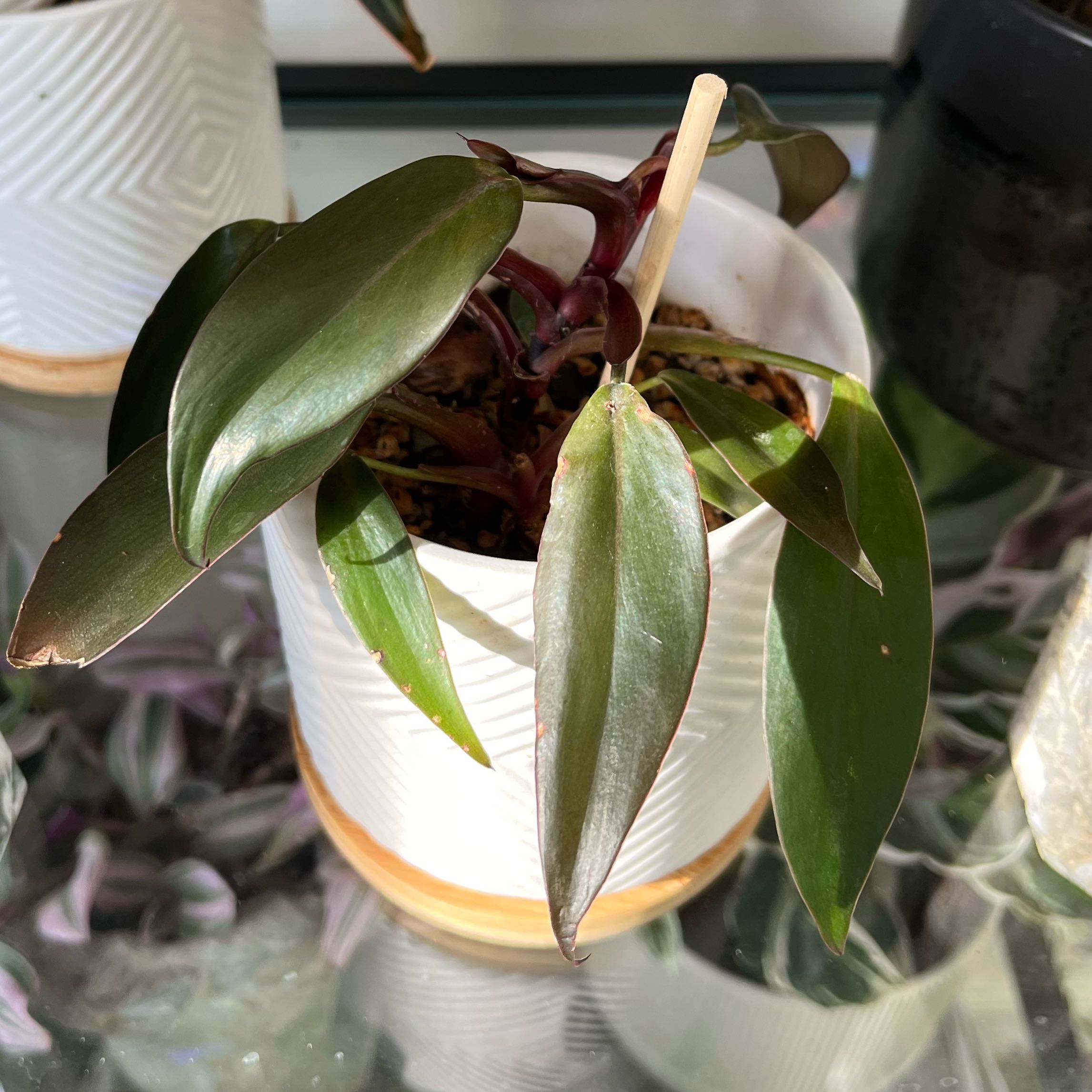 Philodendron Dark Lord plant in a white pot with dark green leaves, well-framed and in focus.