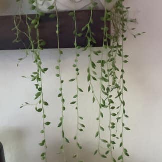 String of Bananas plant in Chicago, Illinois