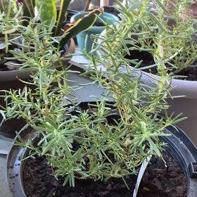 Rosemary plant in Chicago, Illinois