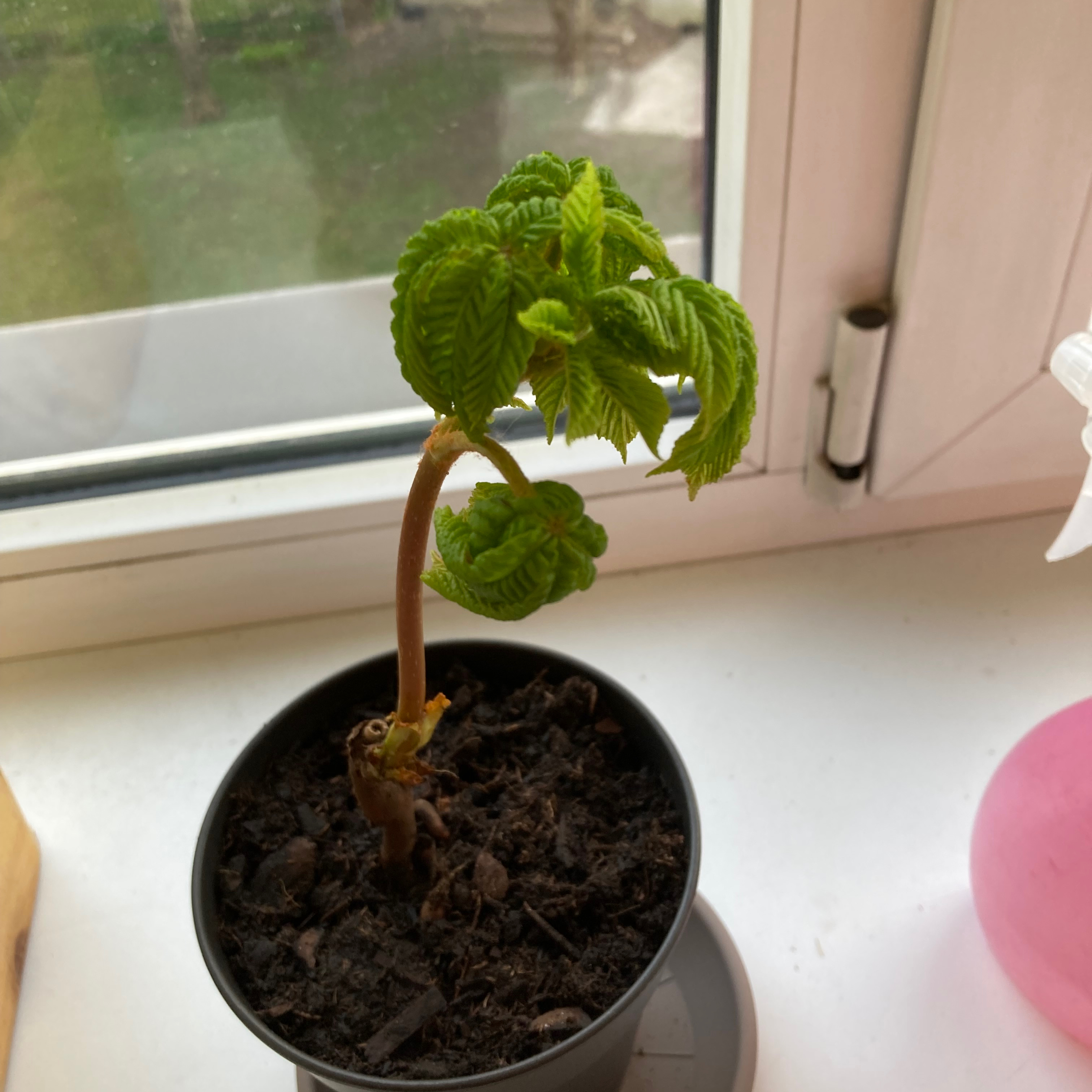 Young European Horse-Chestnut plant in a pot on a windowsill with healthy green leaves.