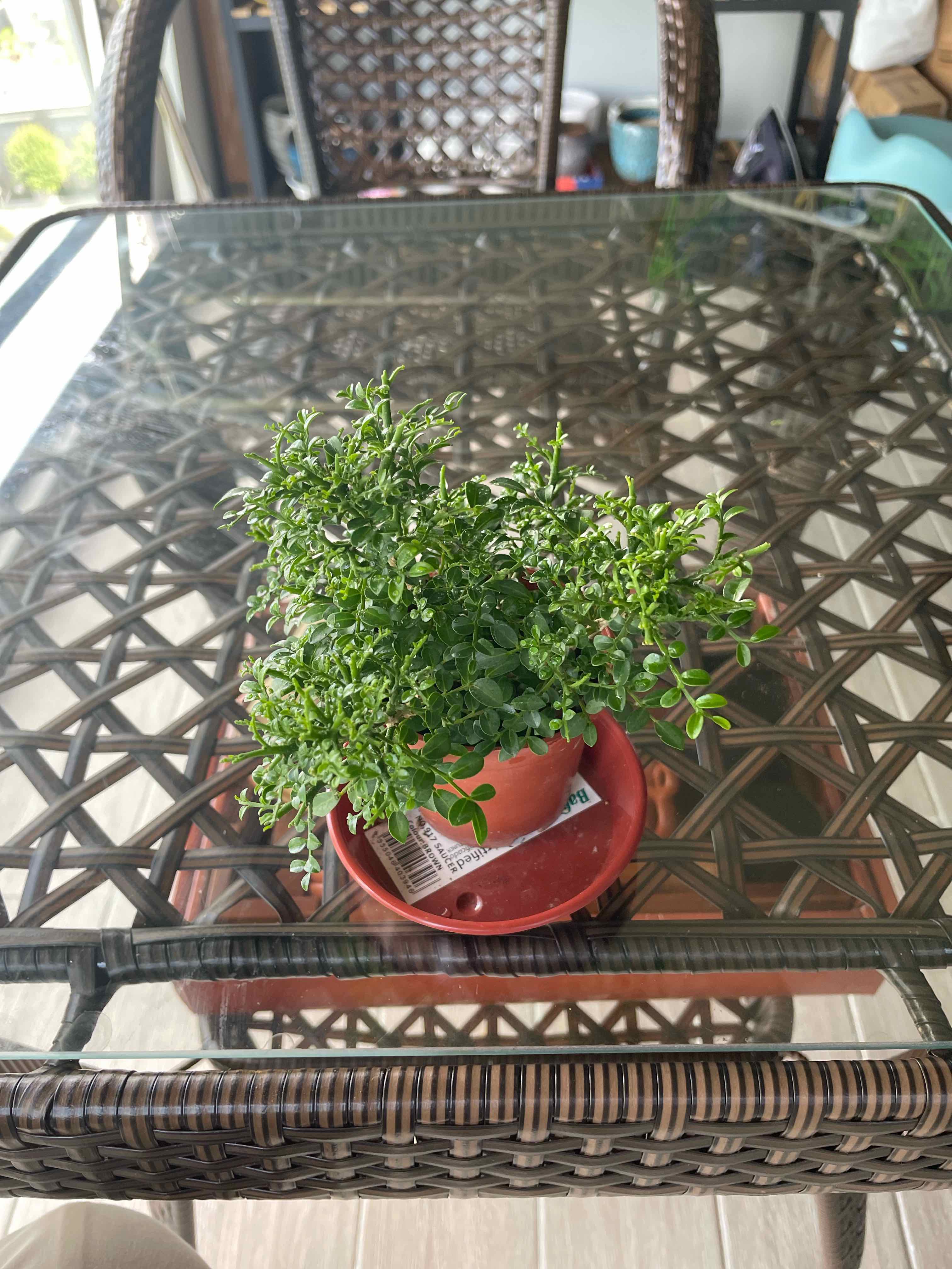 Potted Wild Lime plant on a glass table with healthy green foliage.