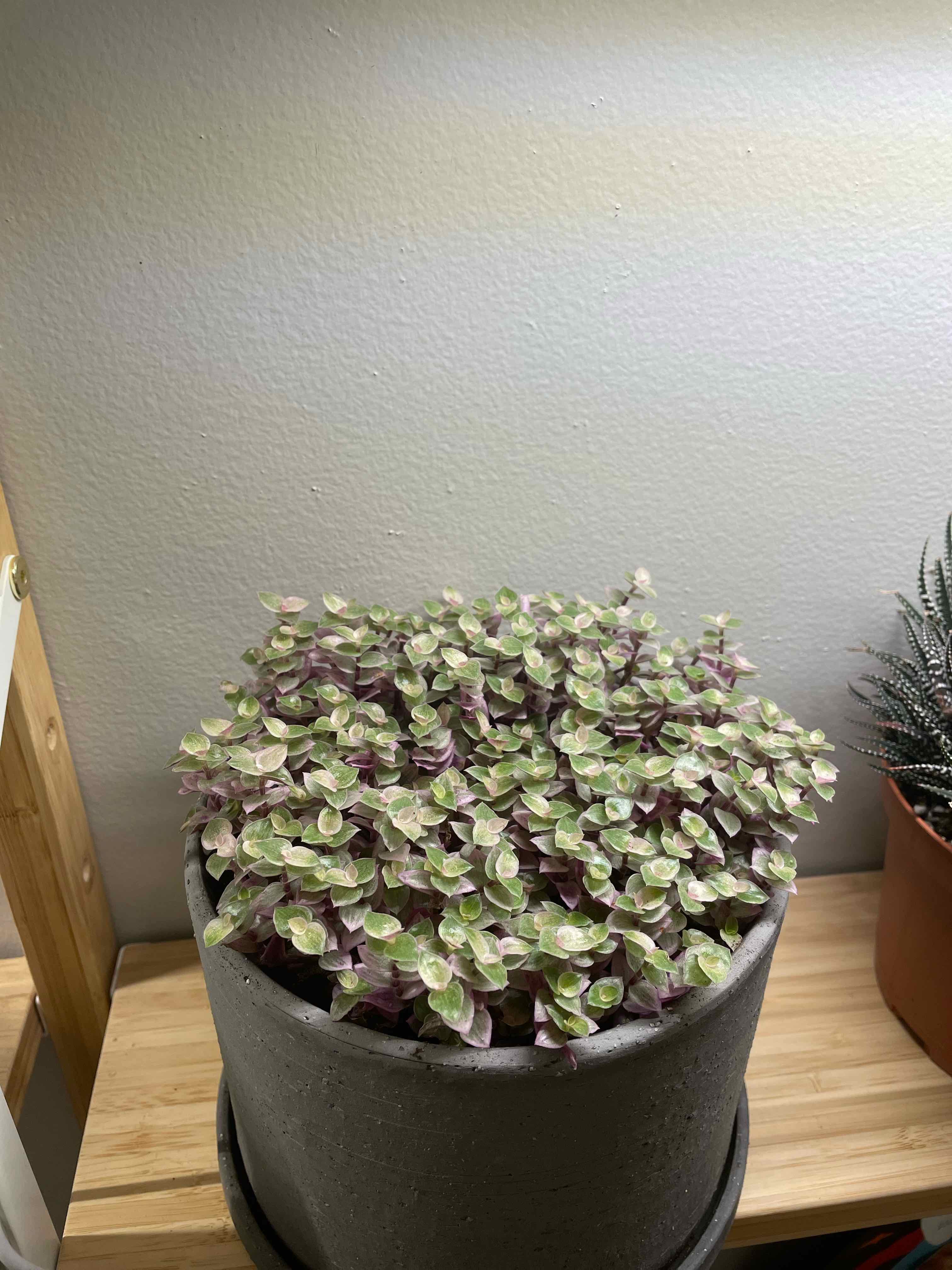 Potted Tradescantia 'Pink Panther' with variegated leaves in a gray pot on a wooden surface.