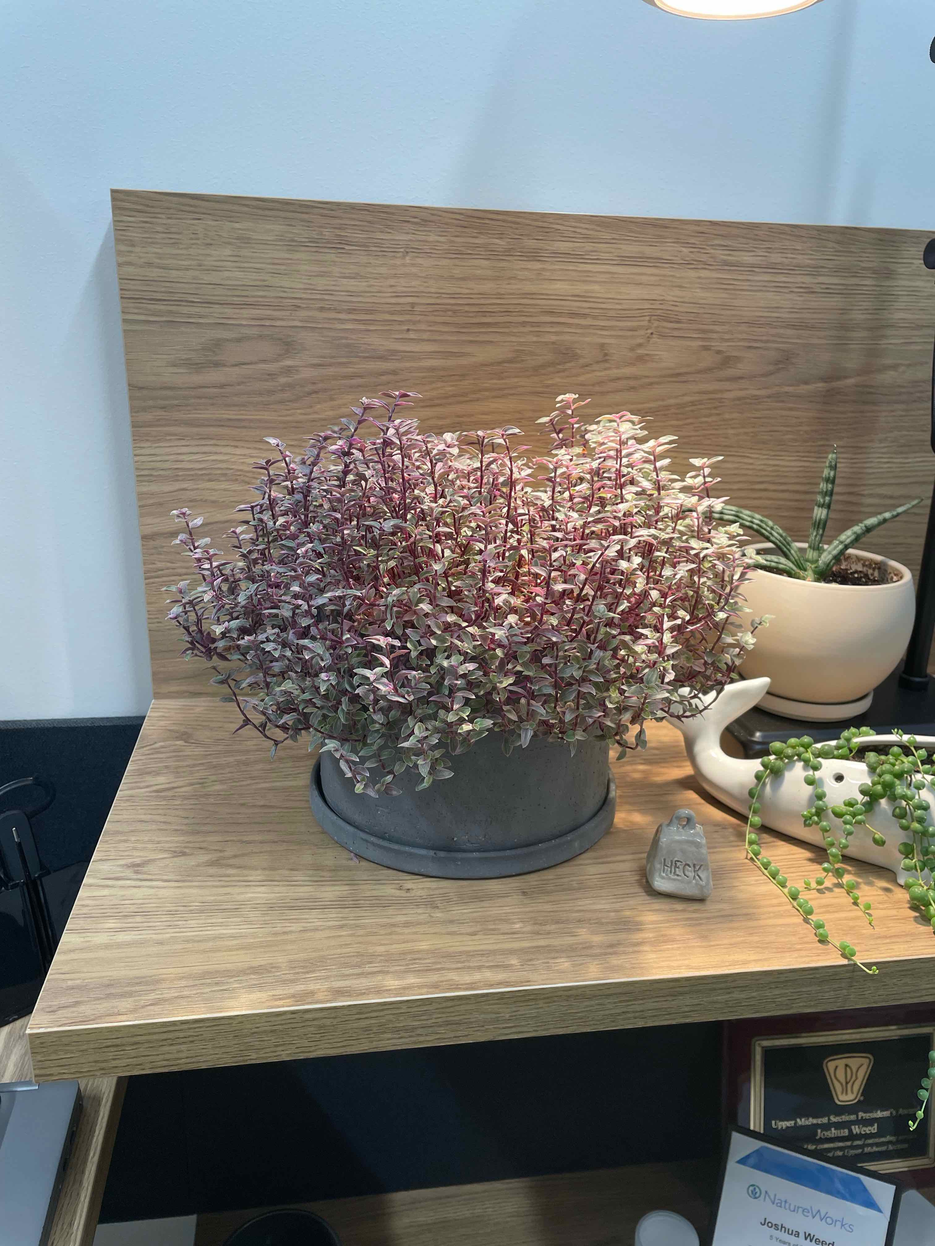 Pink Panther Tradescantia plant in a pot on a wooden surface, surrounded by other plants.