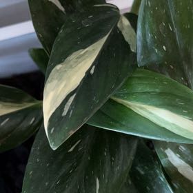Photo of the plant species monstera standleyana by @Bettitonsip named Queen on Greg, the plant care app