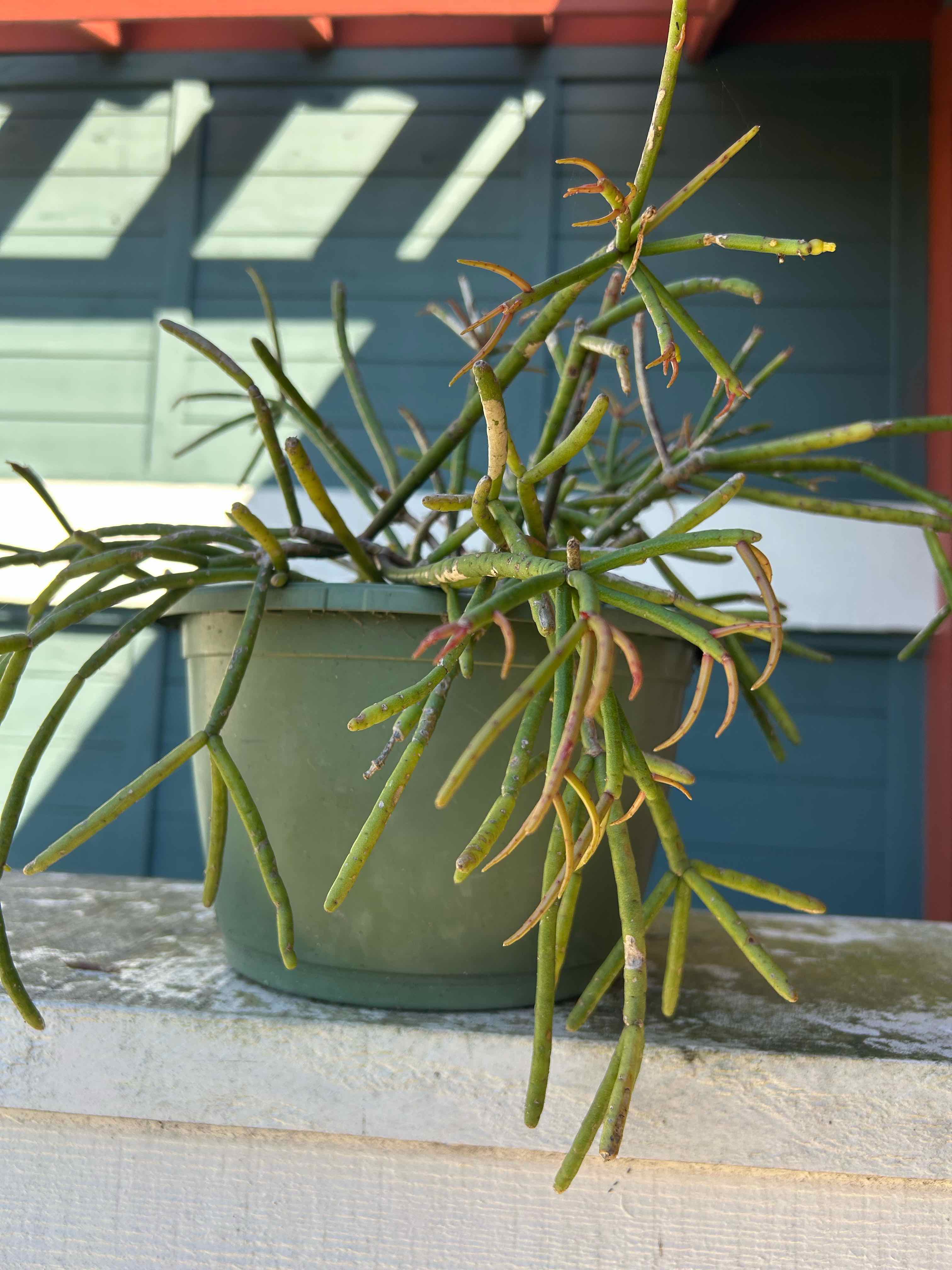 Photo of the plant species Quill-like Wickerware Cactus by @MariansOasis named Messina on Greg, the plant care app