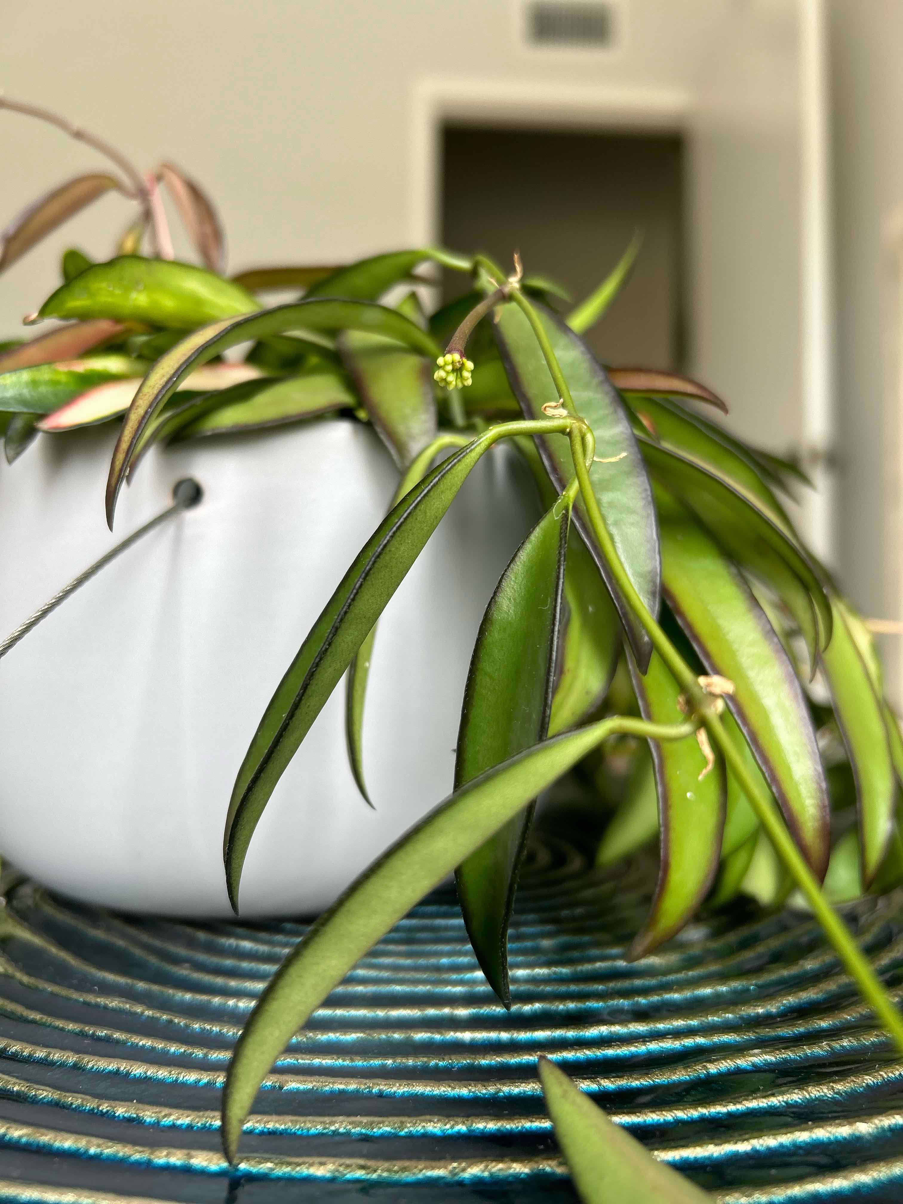 Variegated Hoya wayetii plant in a white pot with vibrant green leaves.