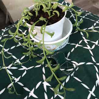 String of Dolphins plant in Solana Beach, California