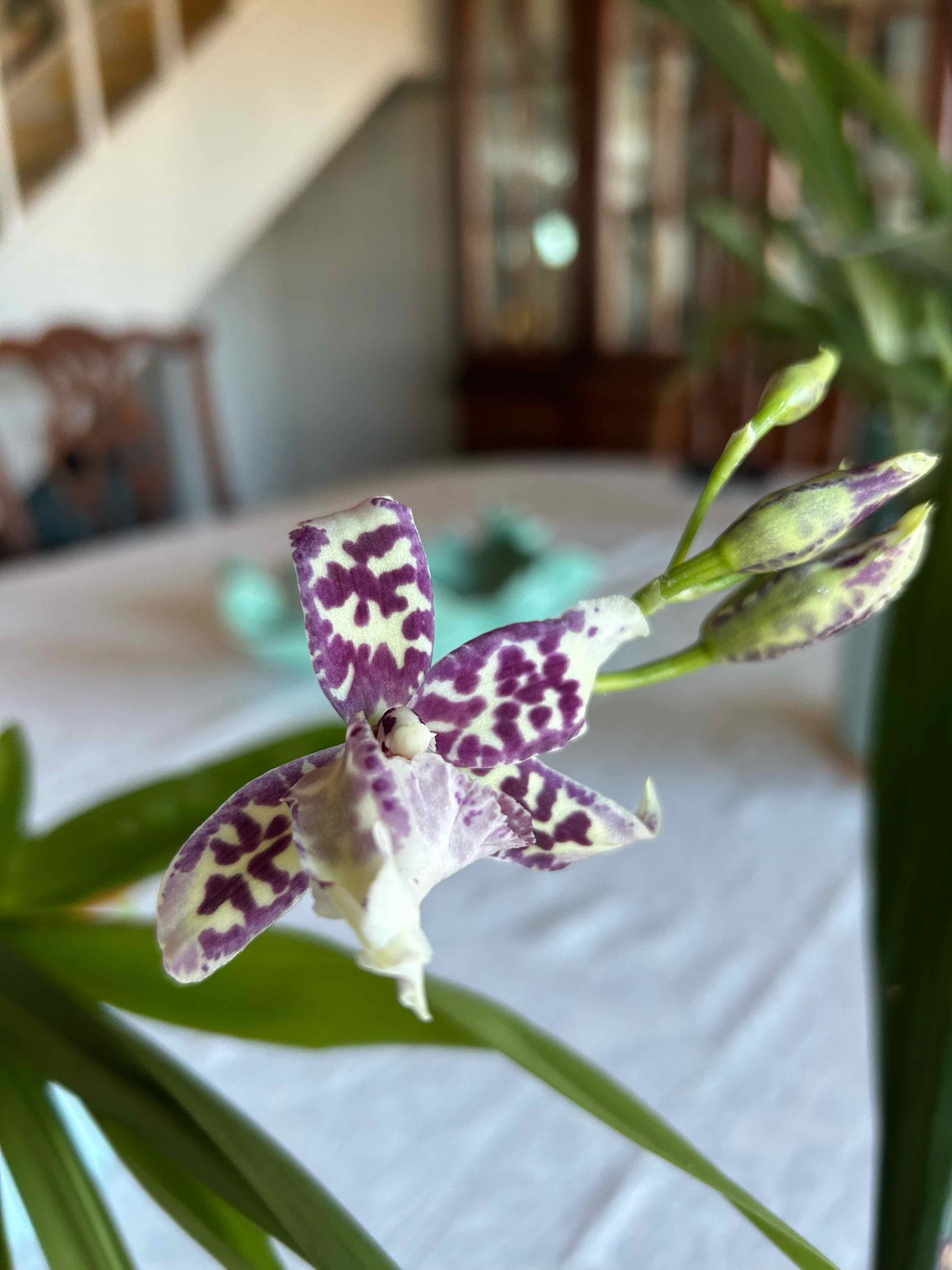 Photo of the plant species Beallara Orchid by @MariansOasis named Beatrice on Greg, the plant care app
